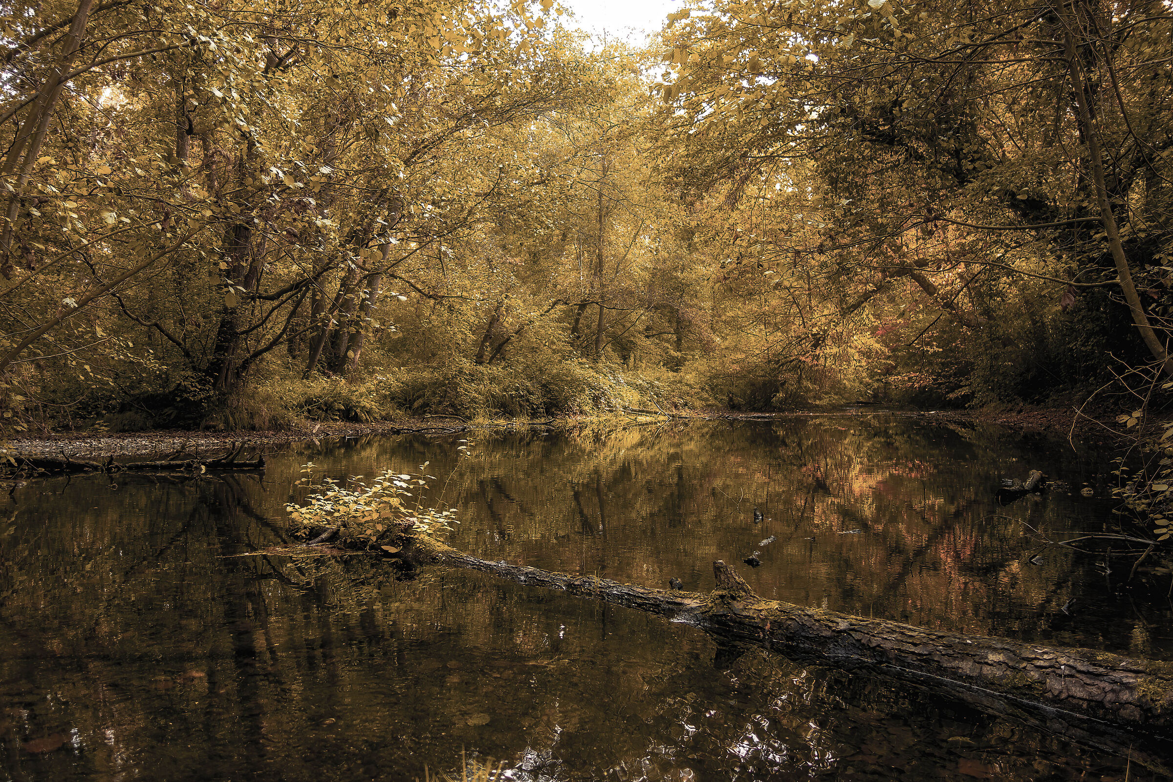 "It's like autumn in the photos the leaves"