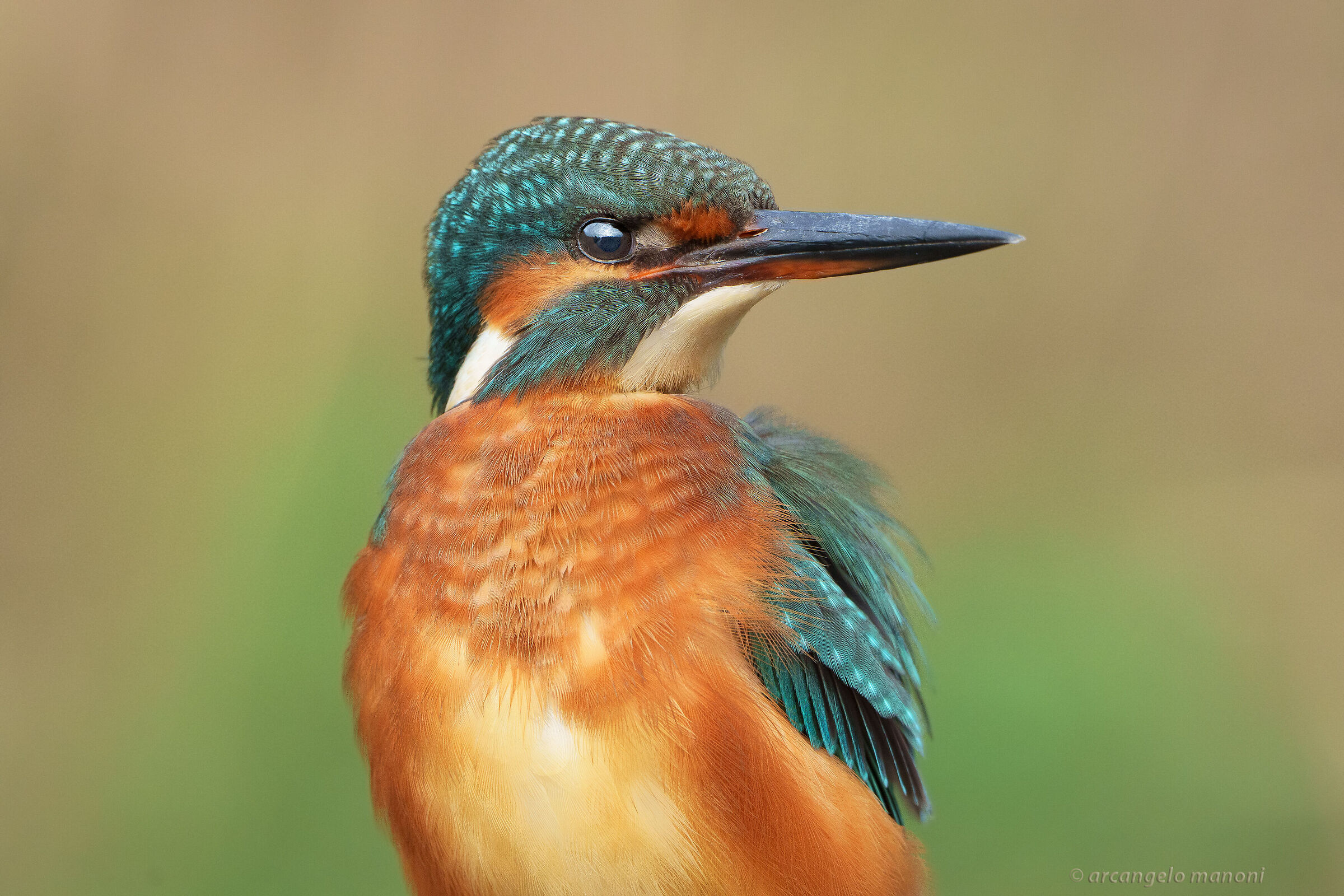 My shed in your eyes