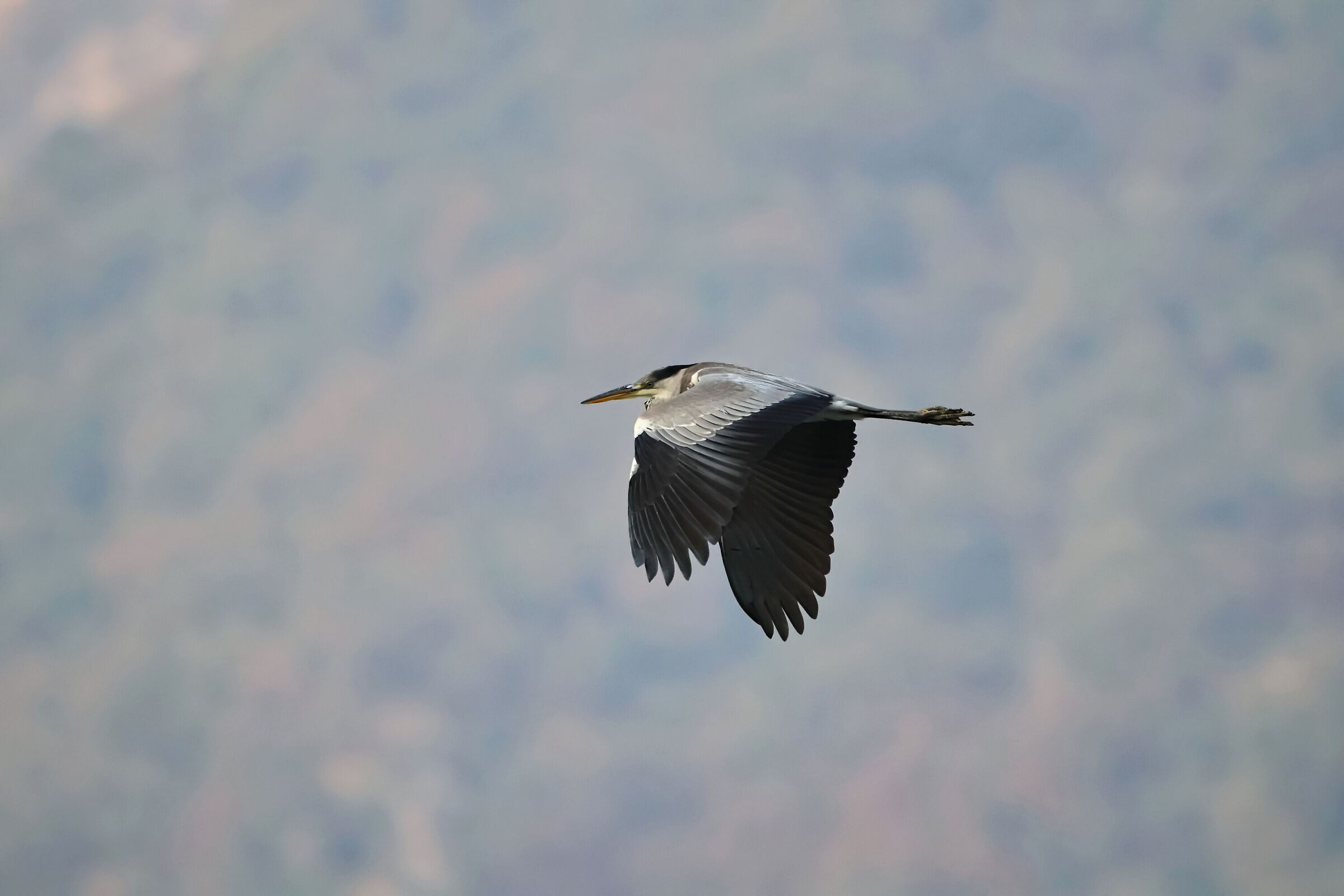 Grey heron