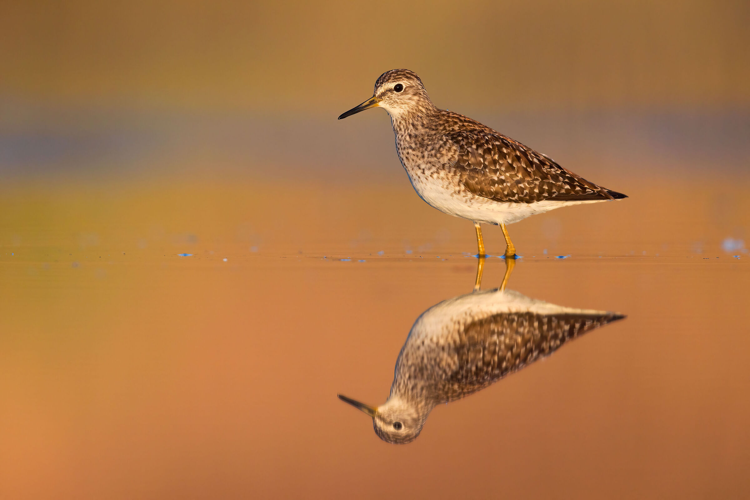 Piro Piro Boschereccio