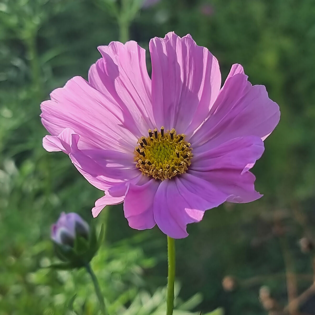 cosmea