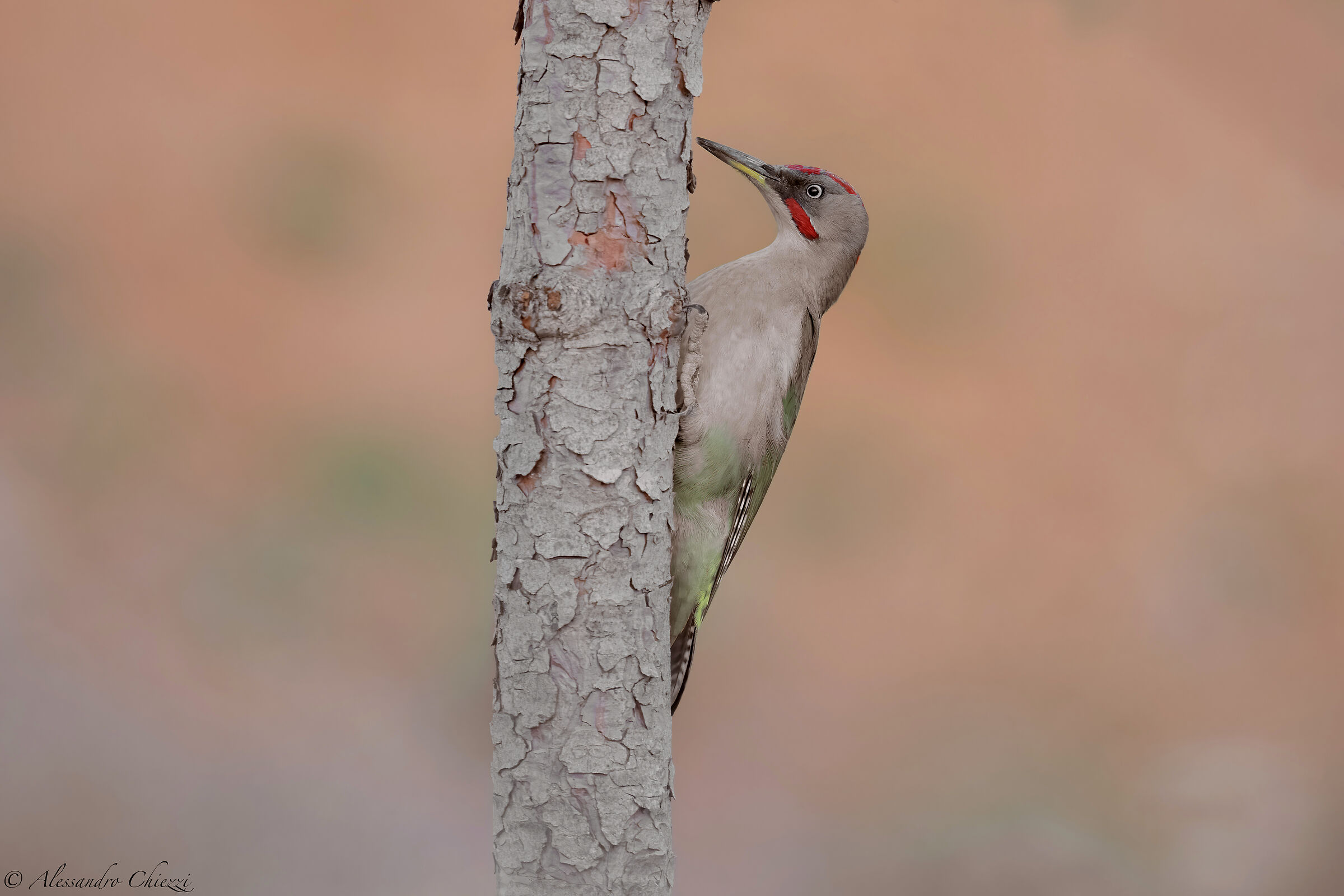 Sharpe's Woodpecker