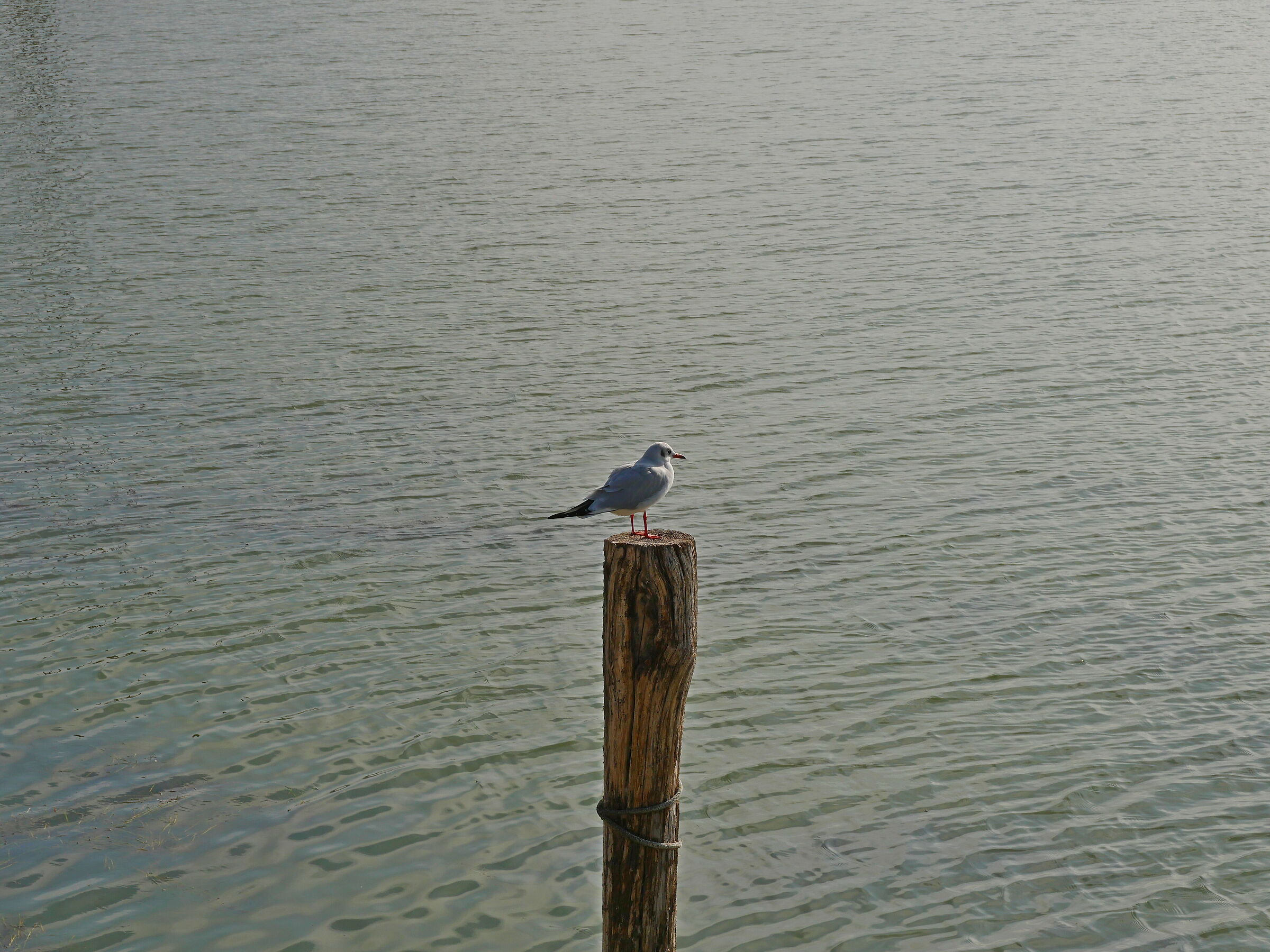 Gabbiano al Trasimeno