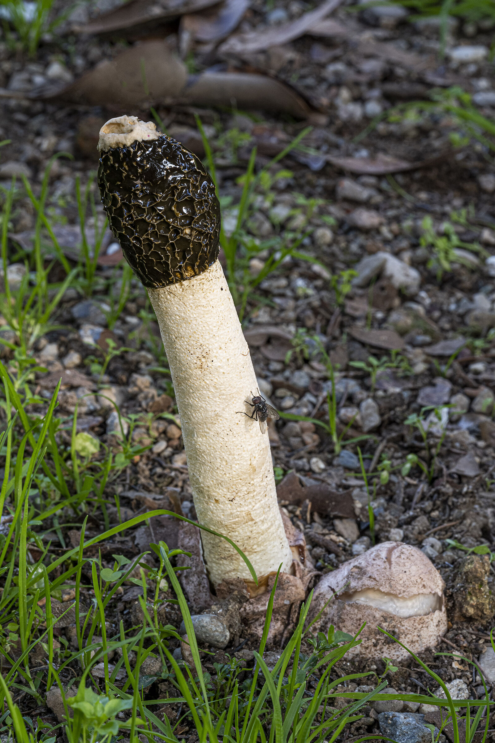 Phallus hadriani con mosca