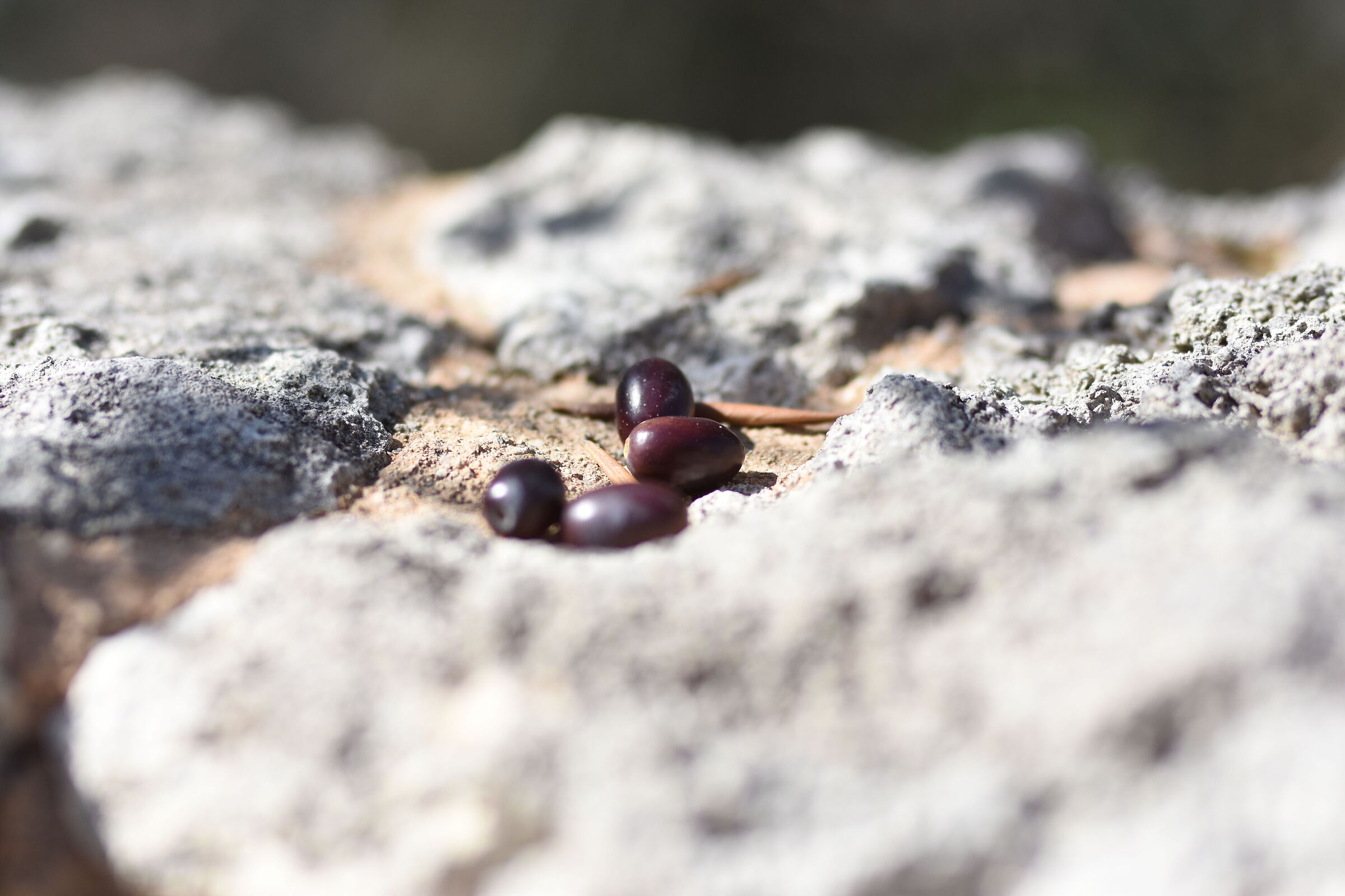 " F. 1.7 " , 1/ 8.0 0 0, ISO 250- Sigma 85, 1.4 Ar...
