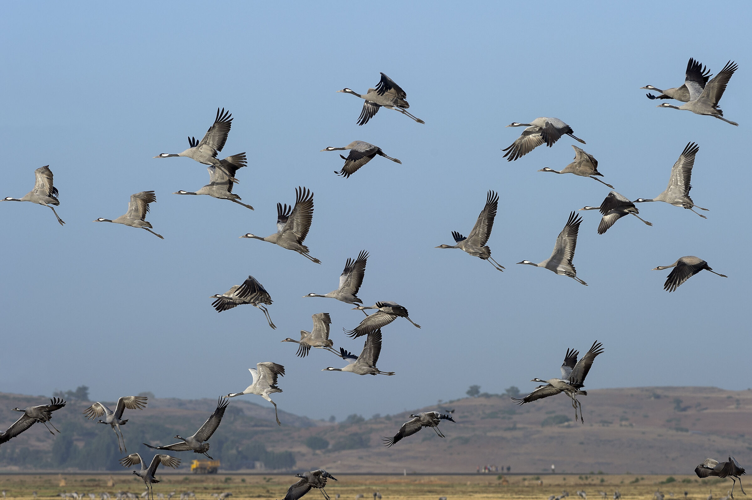 Gru (Grus grus), Cranes