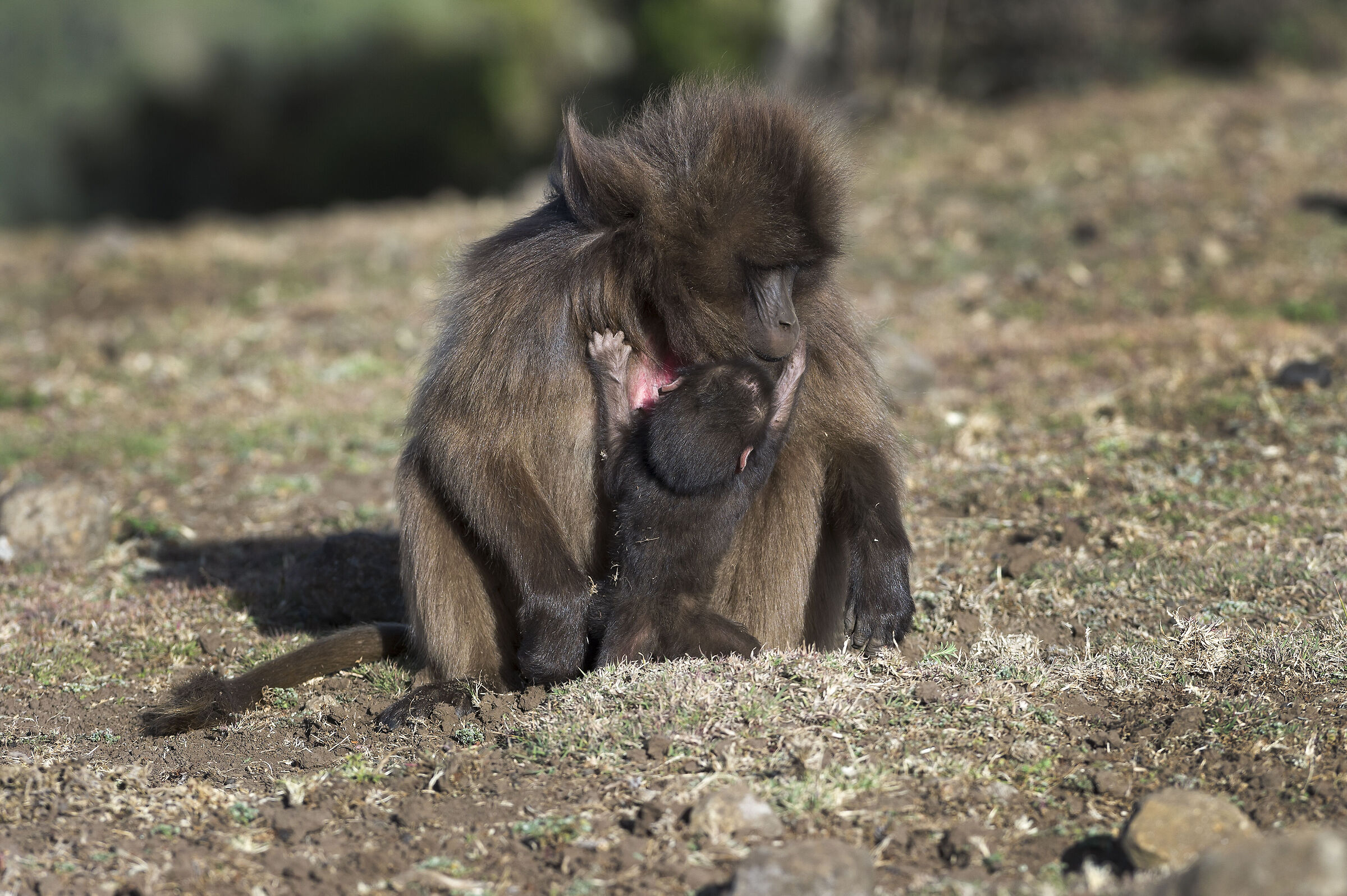 allattamento di Babbuino Gelada