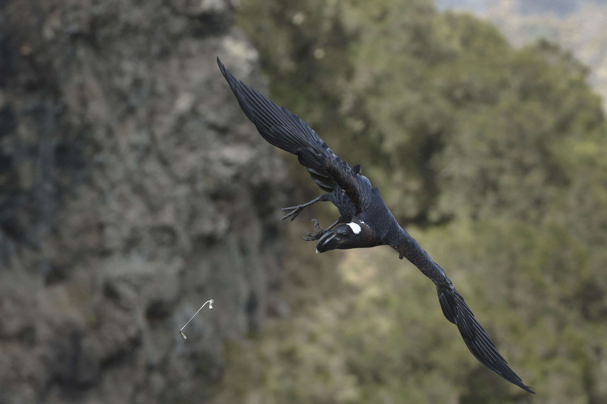 Corvo d'Abissinia (Corvus edithae), Dwarf Raven