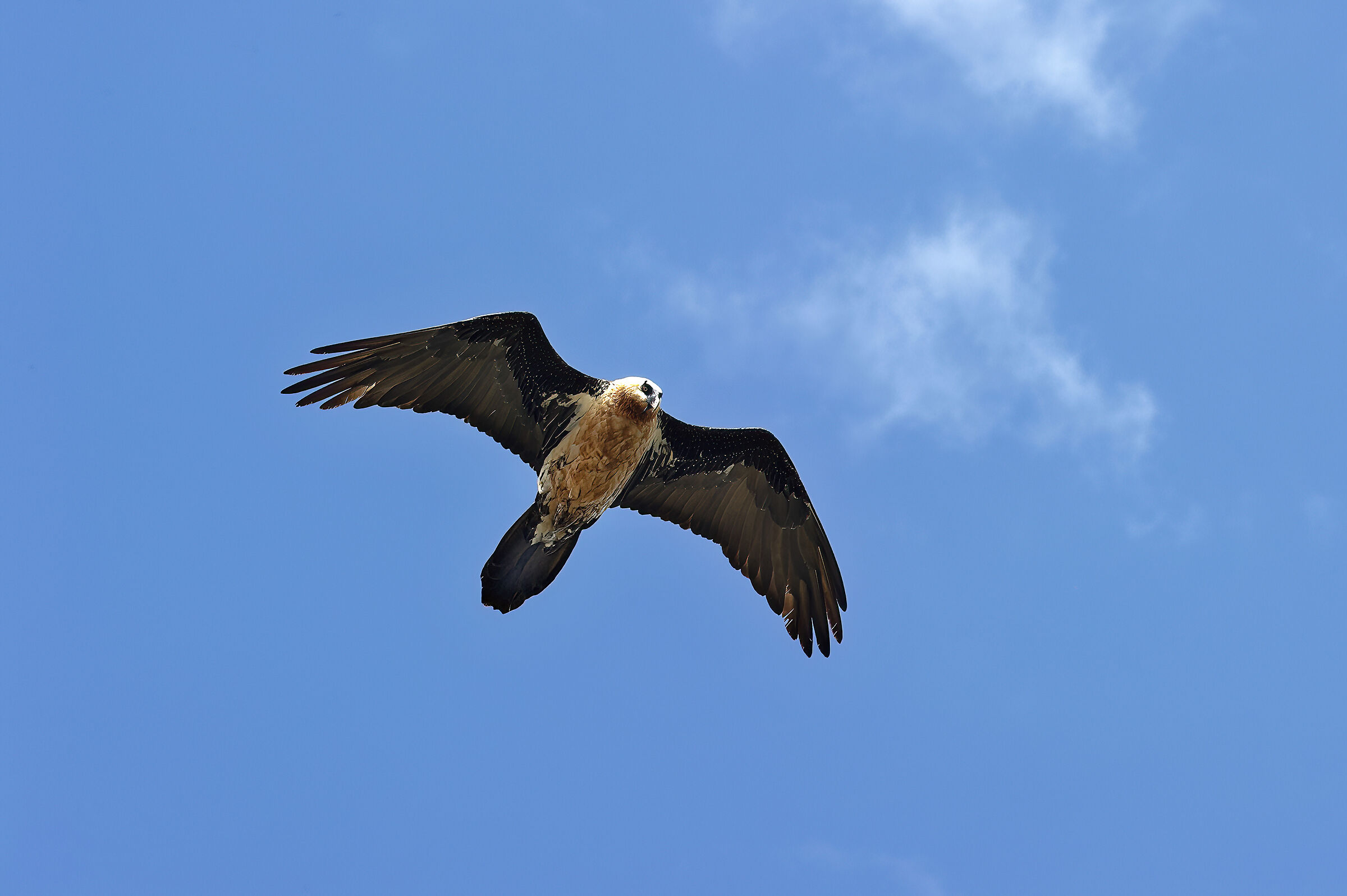 Gipeto (Gypaetus barbatus), Bearded Vulture