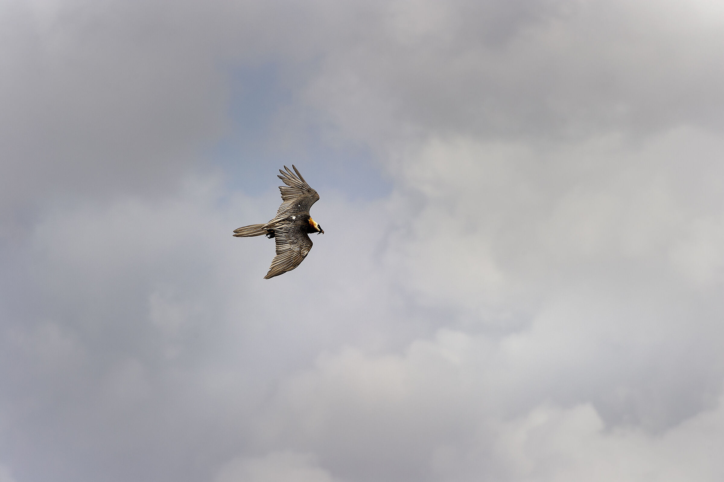 Gipeto (Gypaetus barbatus), Bearded Vulture
