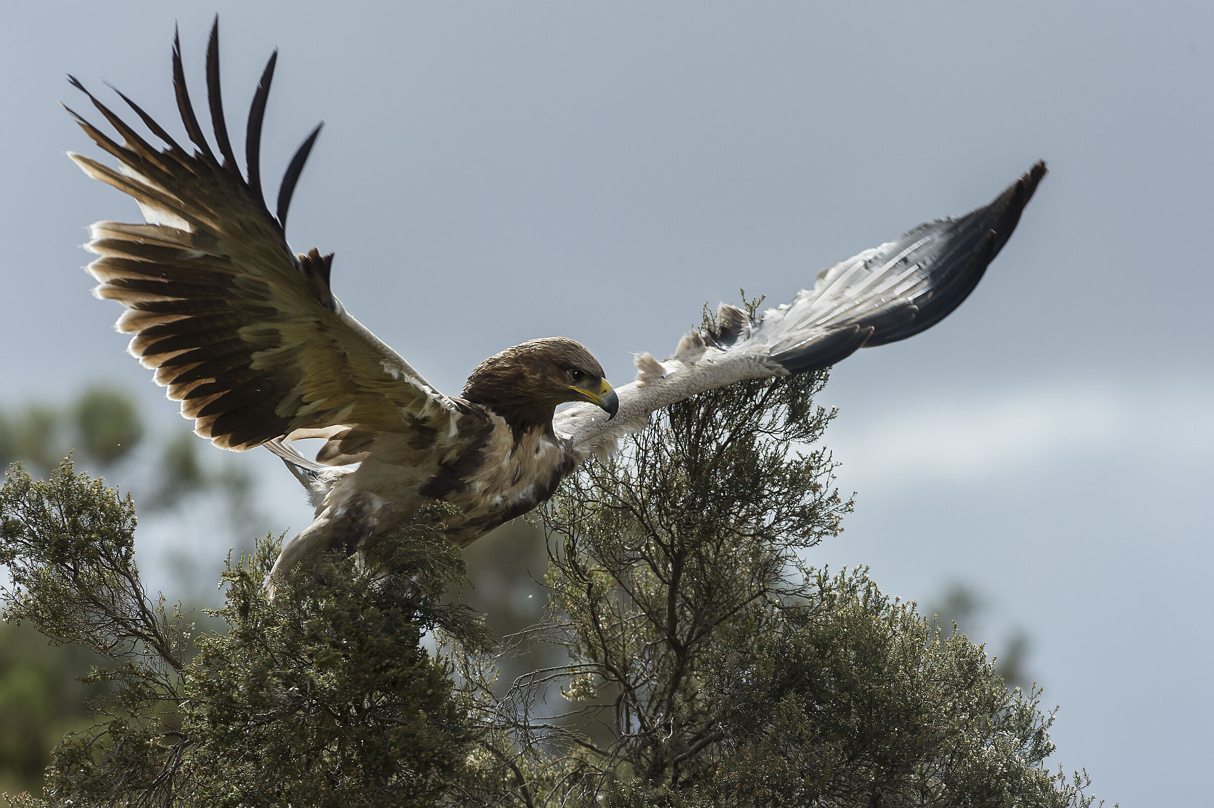Aquila rapace (Aquila rapax), Tawny Eagle