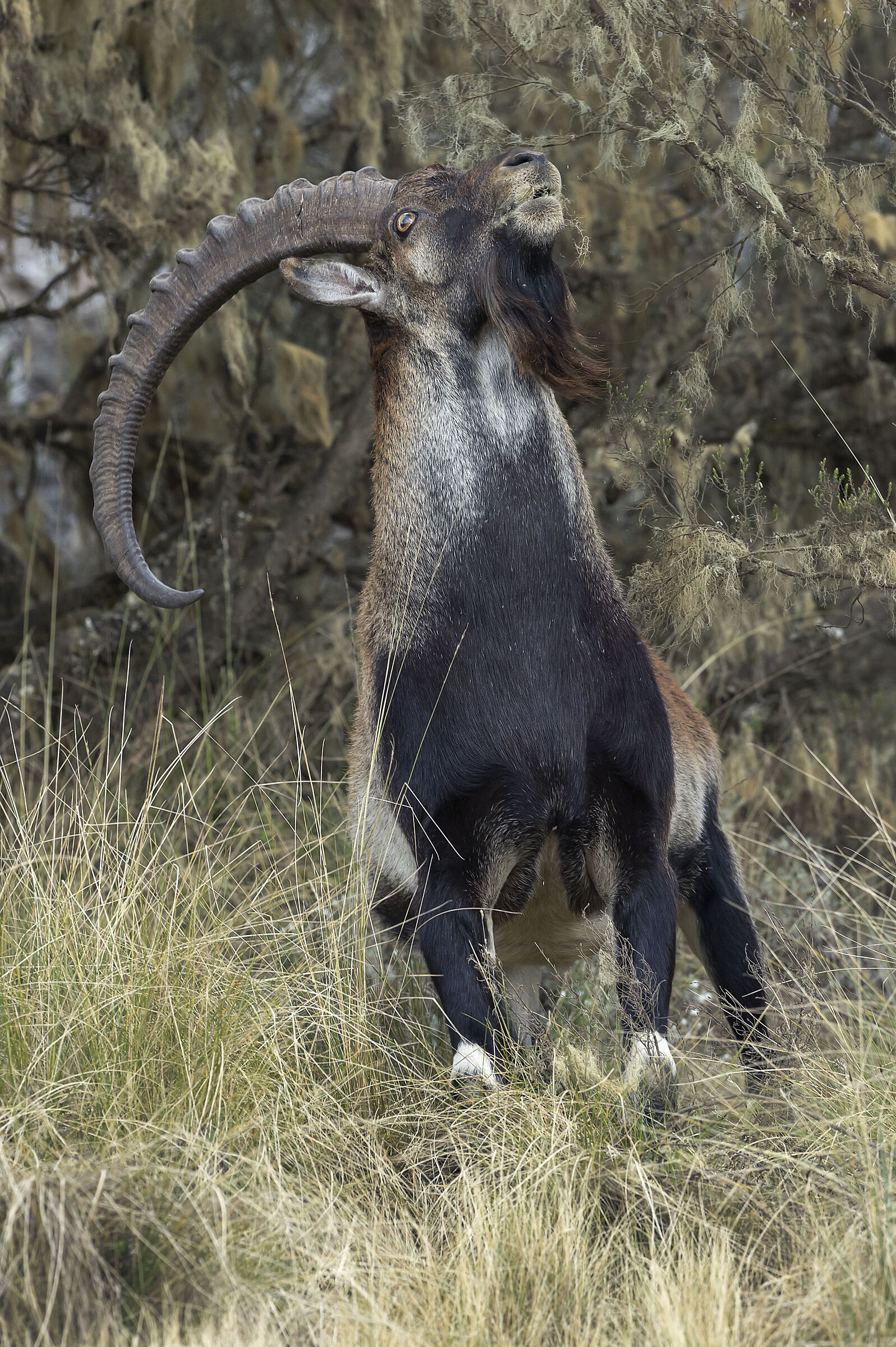 Stambecco abissino (Capra walie), Walia Ibex
