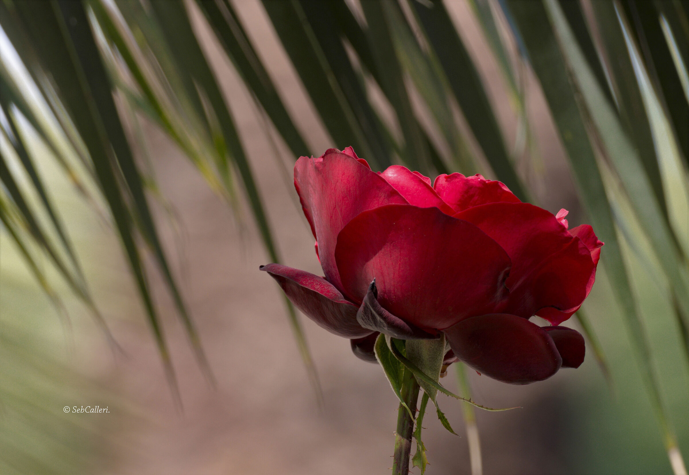 Roses are bright even when they wither..