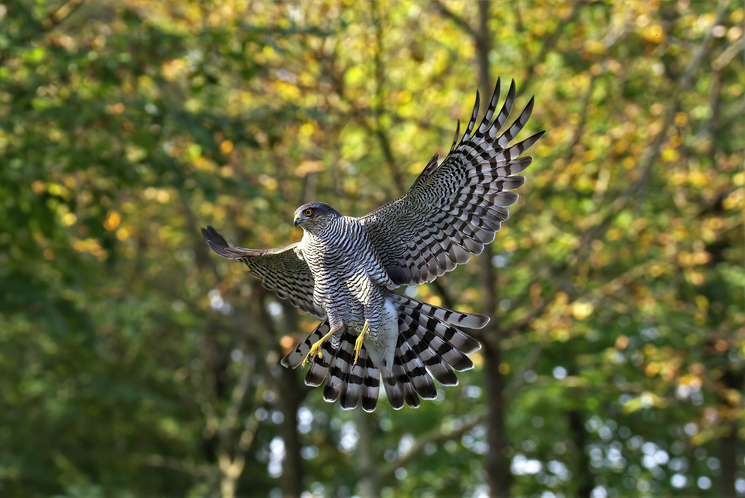 Sparrowhawk M. in autumn colors