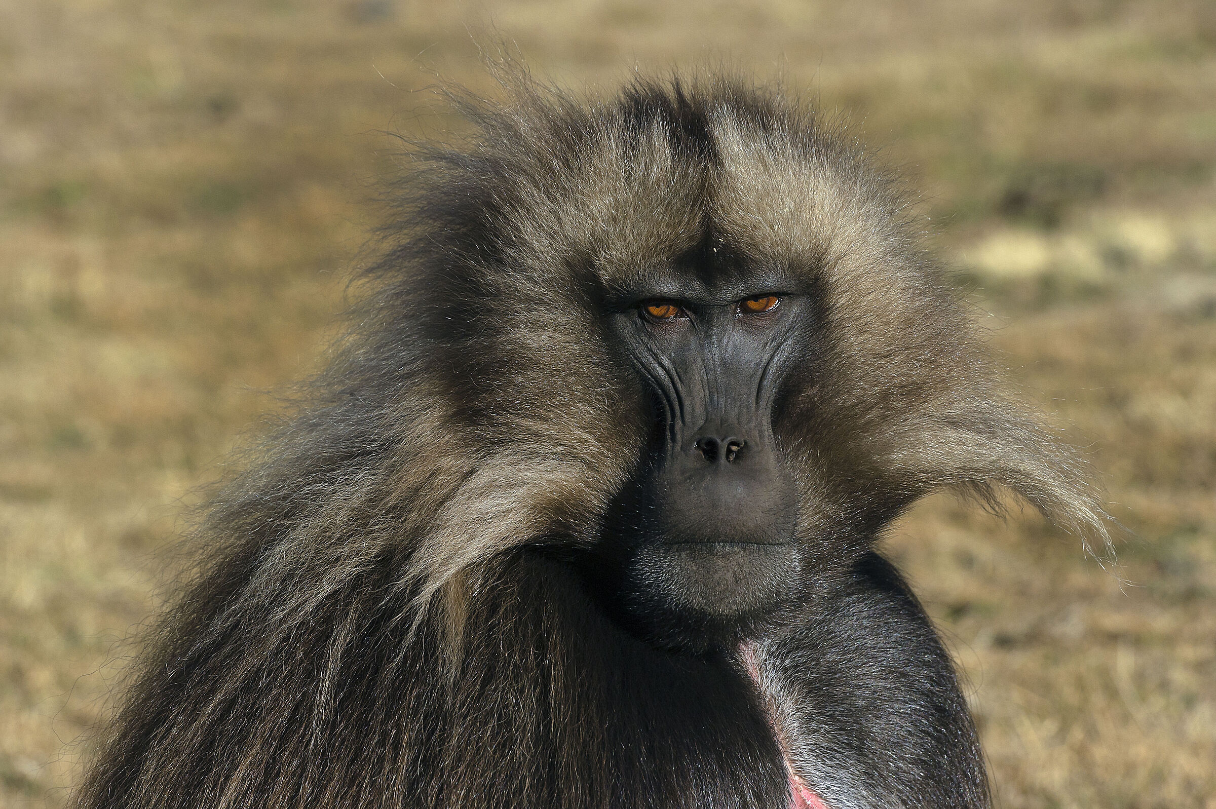 maschio di Gelada (Theropithecus gelada), Gelada Baboon