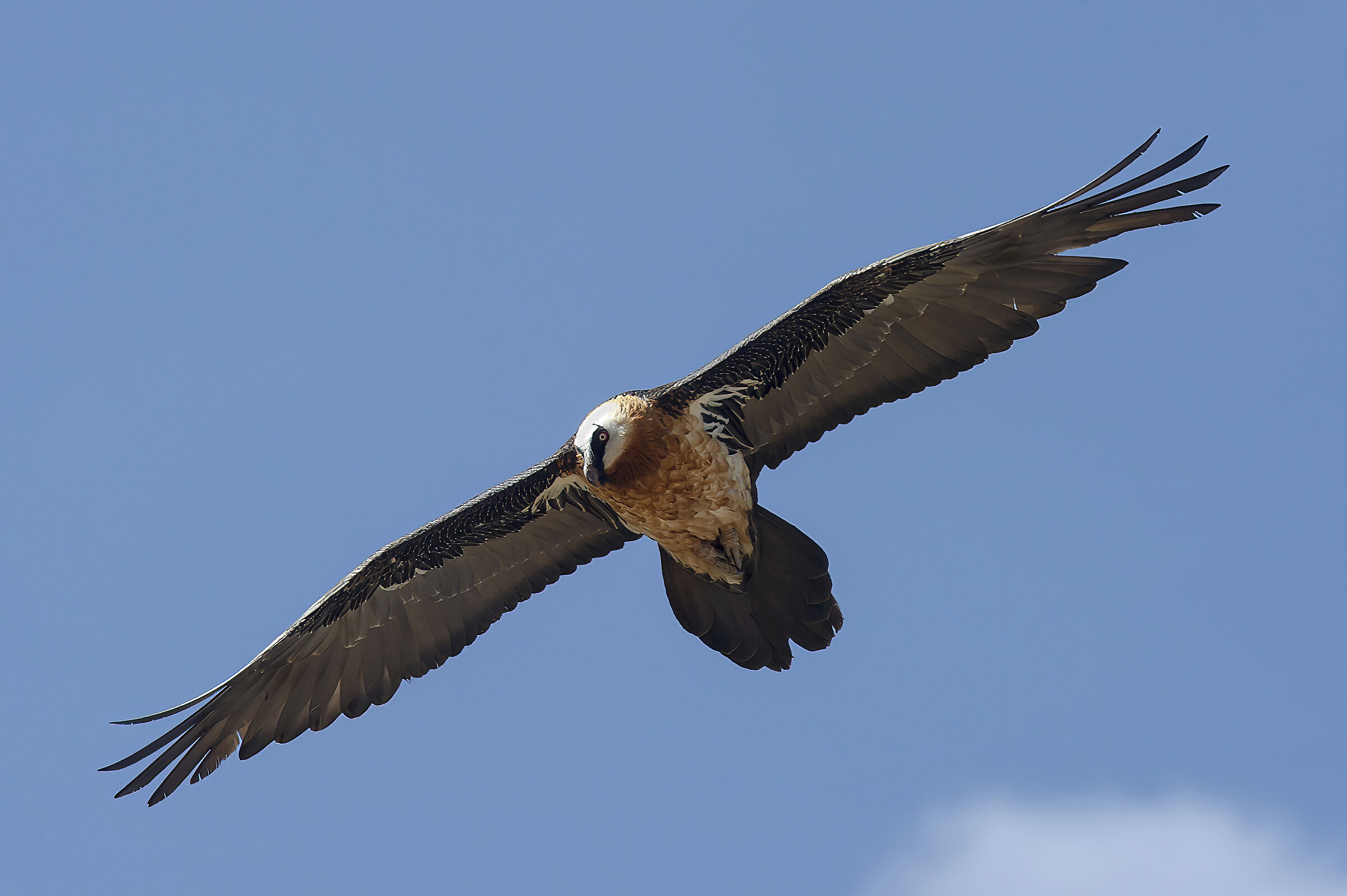 Gipeto (Gypaetus barbatus), Bearded Vulture