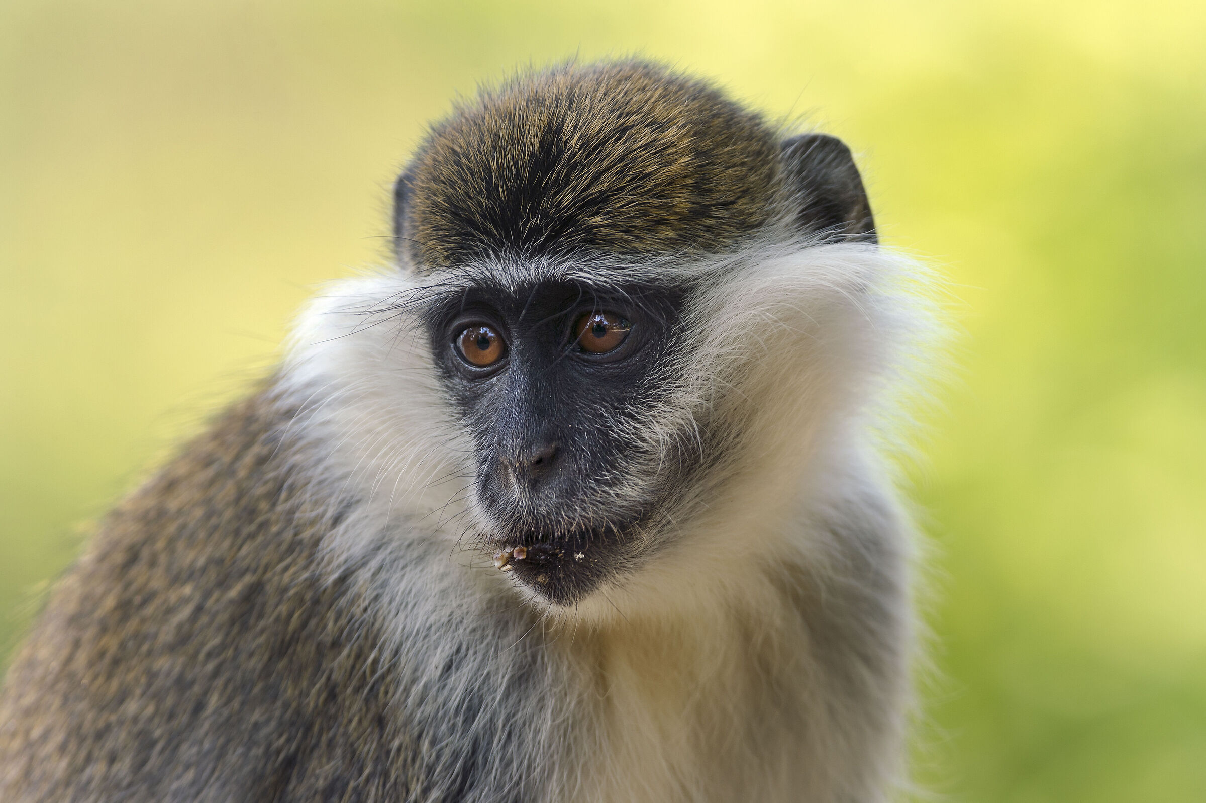 Cercopiteco verde (Chlorocebus pygerythrus)