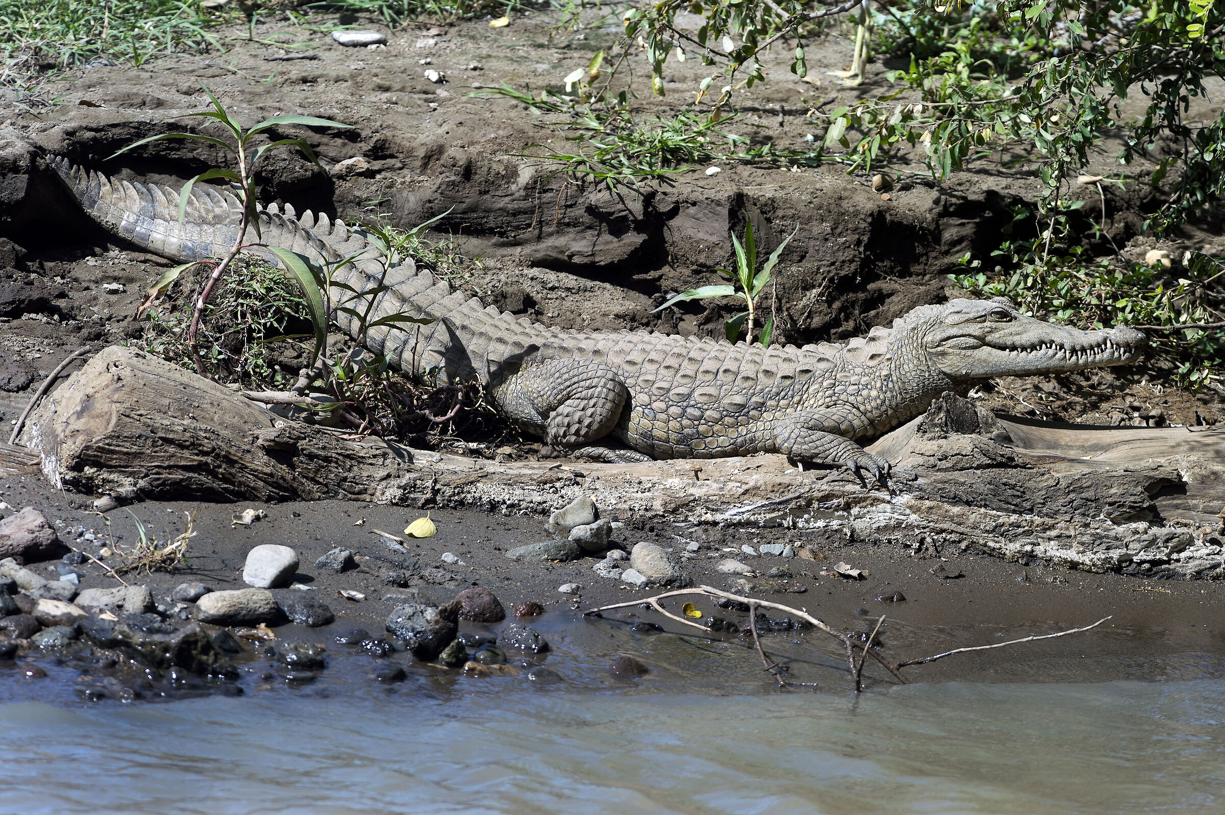 Coccodrillo (Crocodylus niloticus), Nile Crocodile