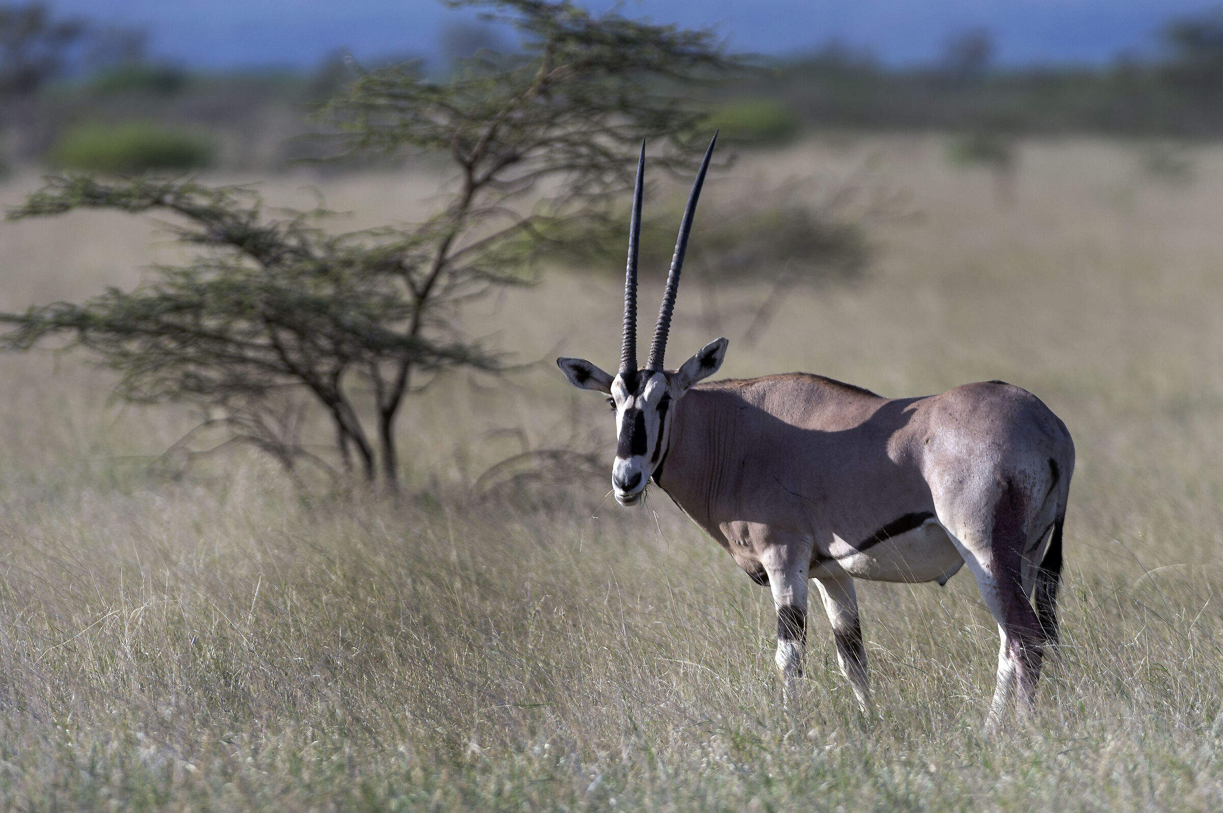 Orice (Oryx beisa), East African Oryx