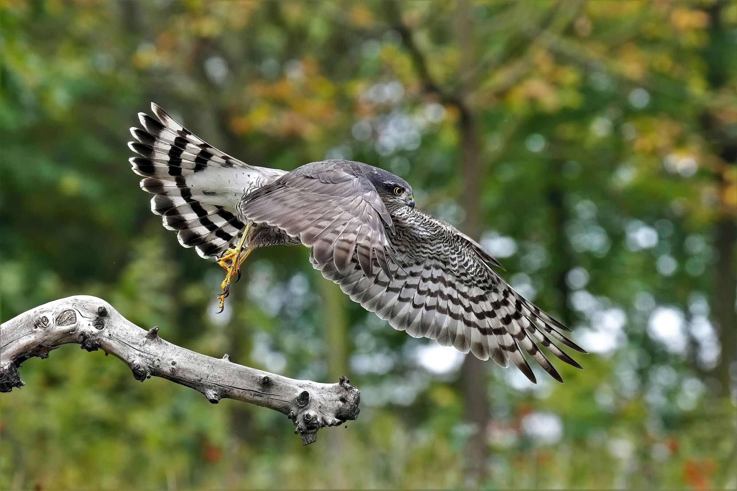Sparrowhawk M. in autumn colors