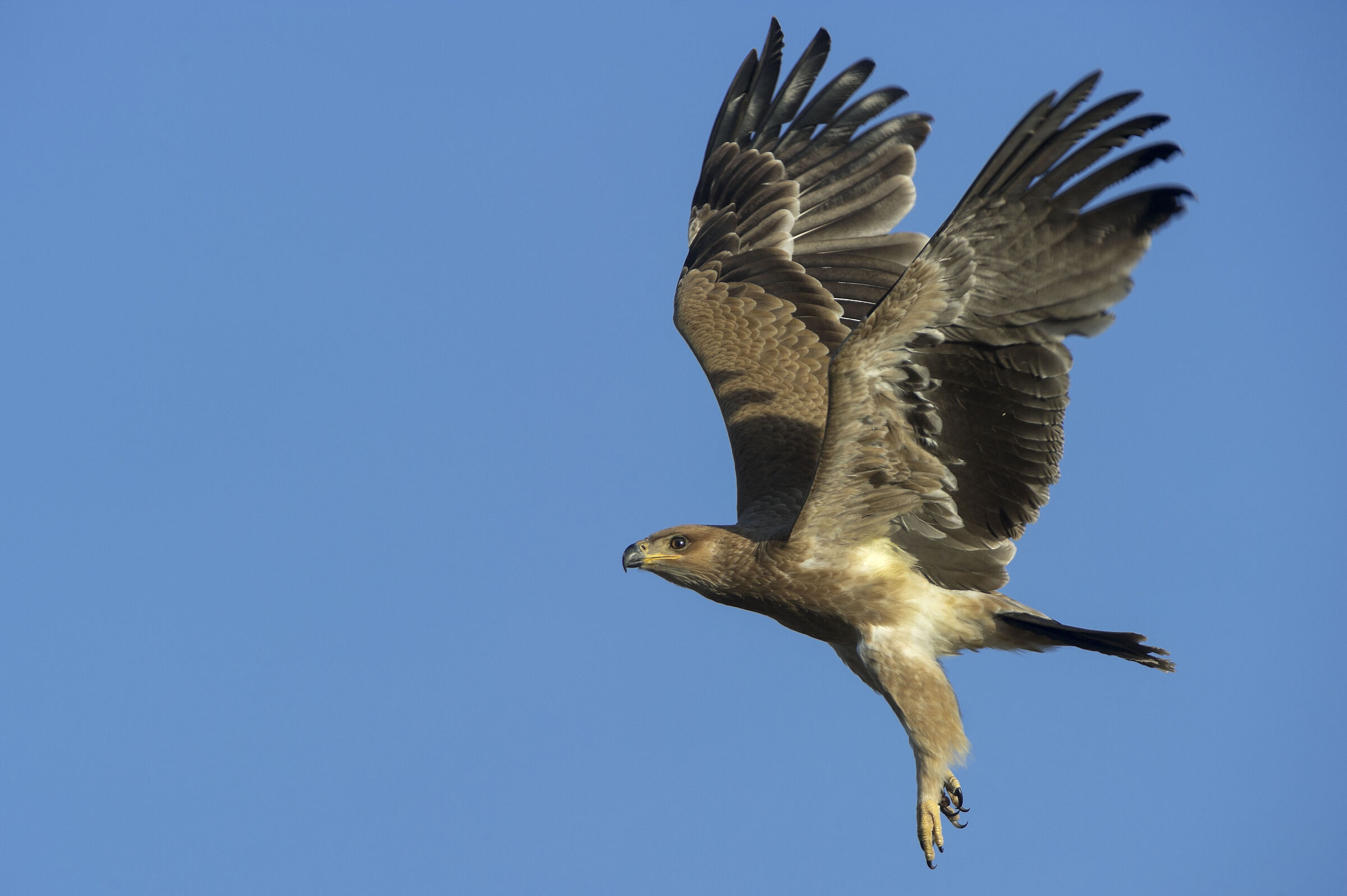 Aquila rapace (Aquila rapax), Tawny Eagle
