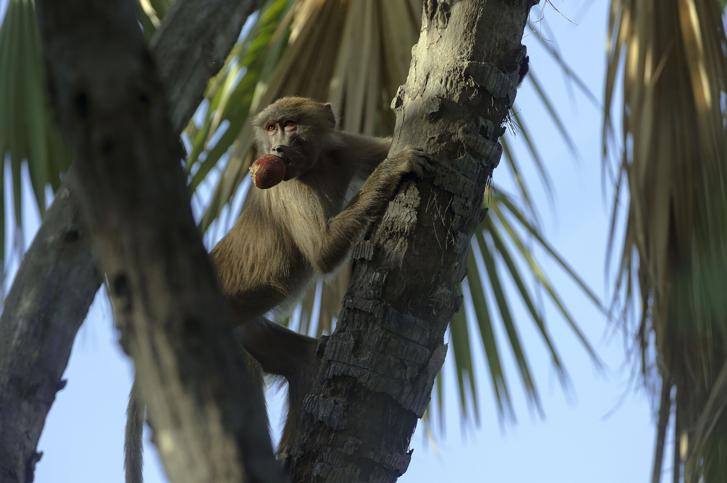 Babbuina Amadriade (Papio hamadryas), Hamadryas Baboon