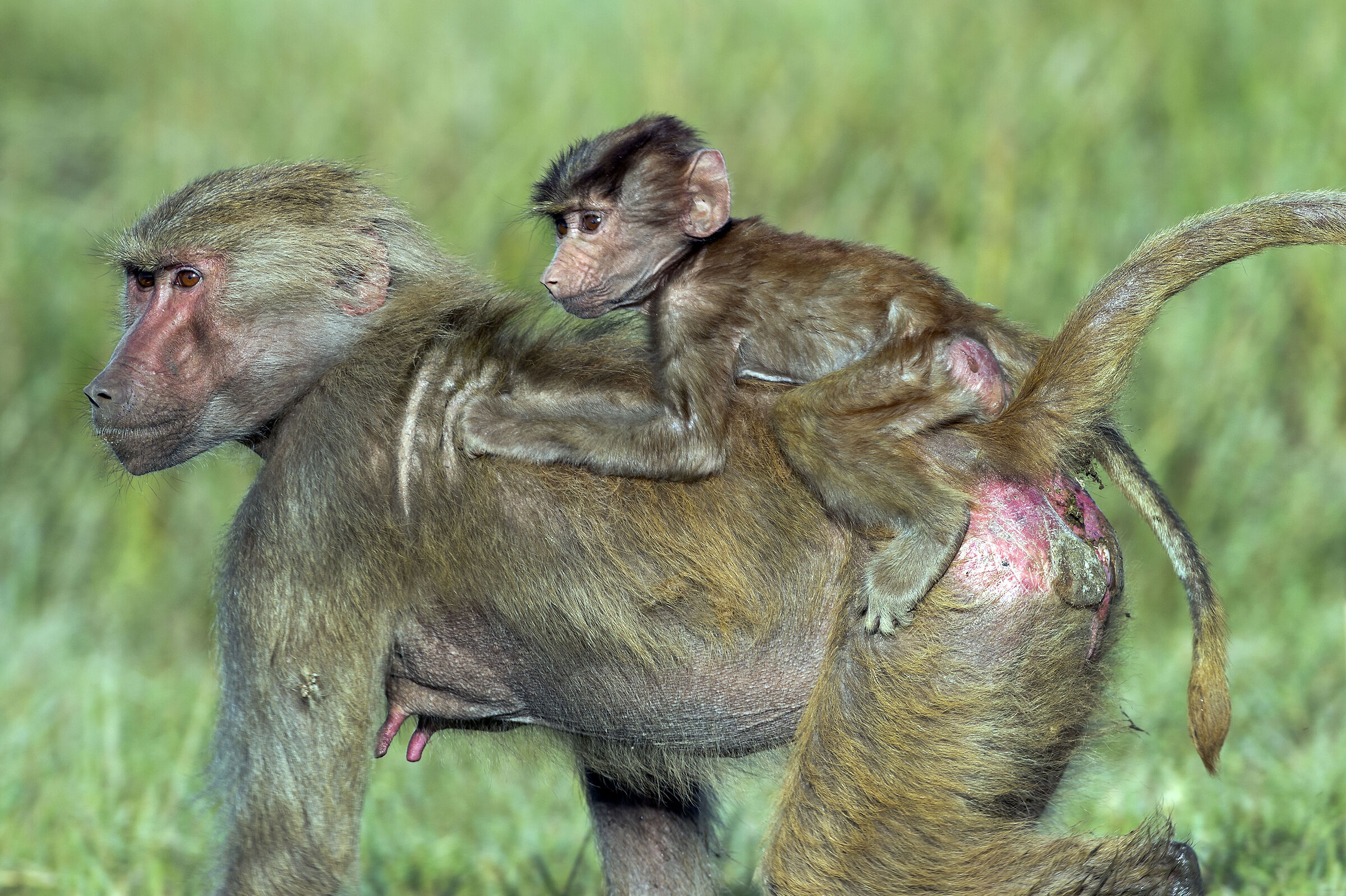 Amadriadi (Papio hamadryas), Hamadryas Baboons