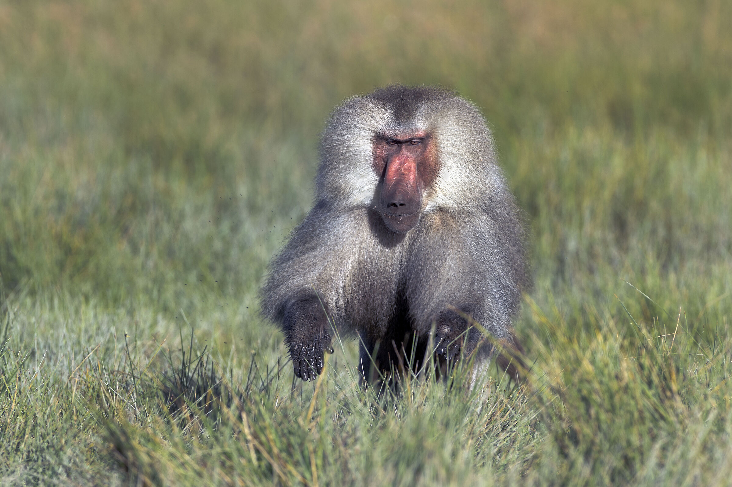 Amadriade (Papio hamadryas), Hamadryas Baboon