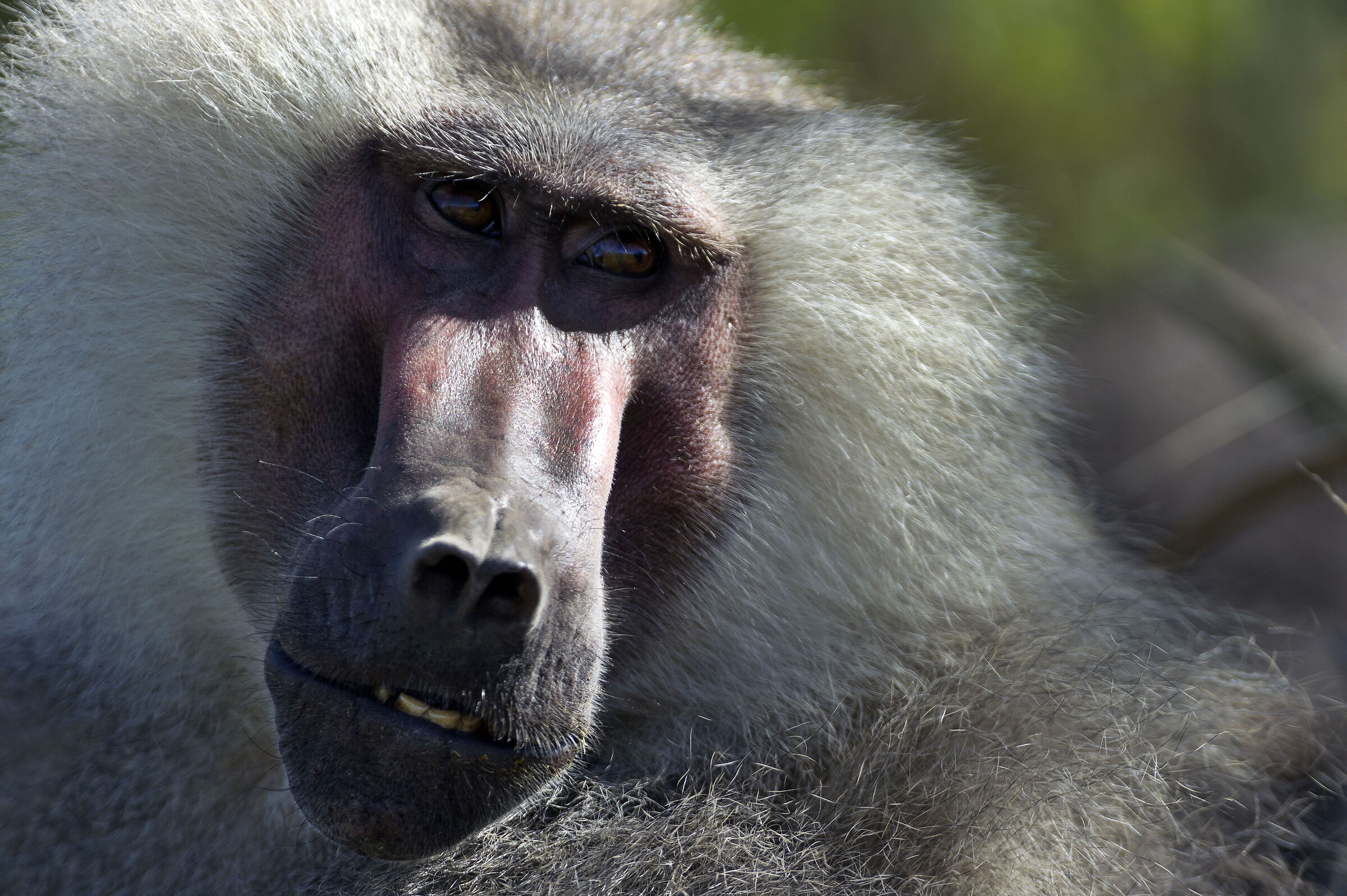 Amadriade (Papio hamadryas), Hamadryas Baboon