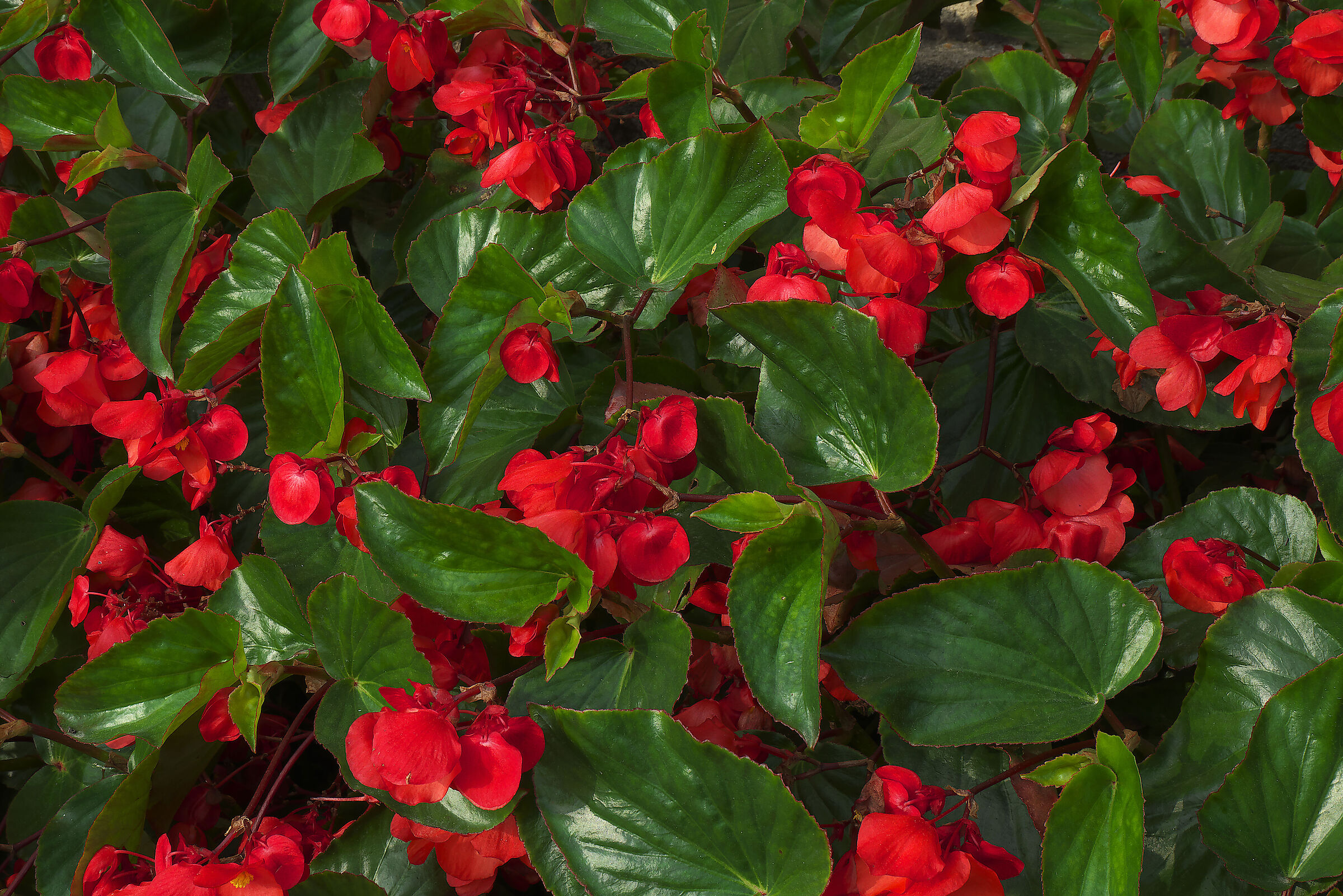 Begonia Tamaia