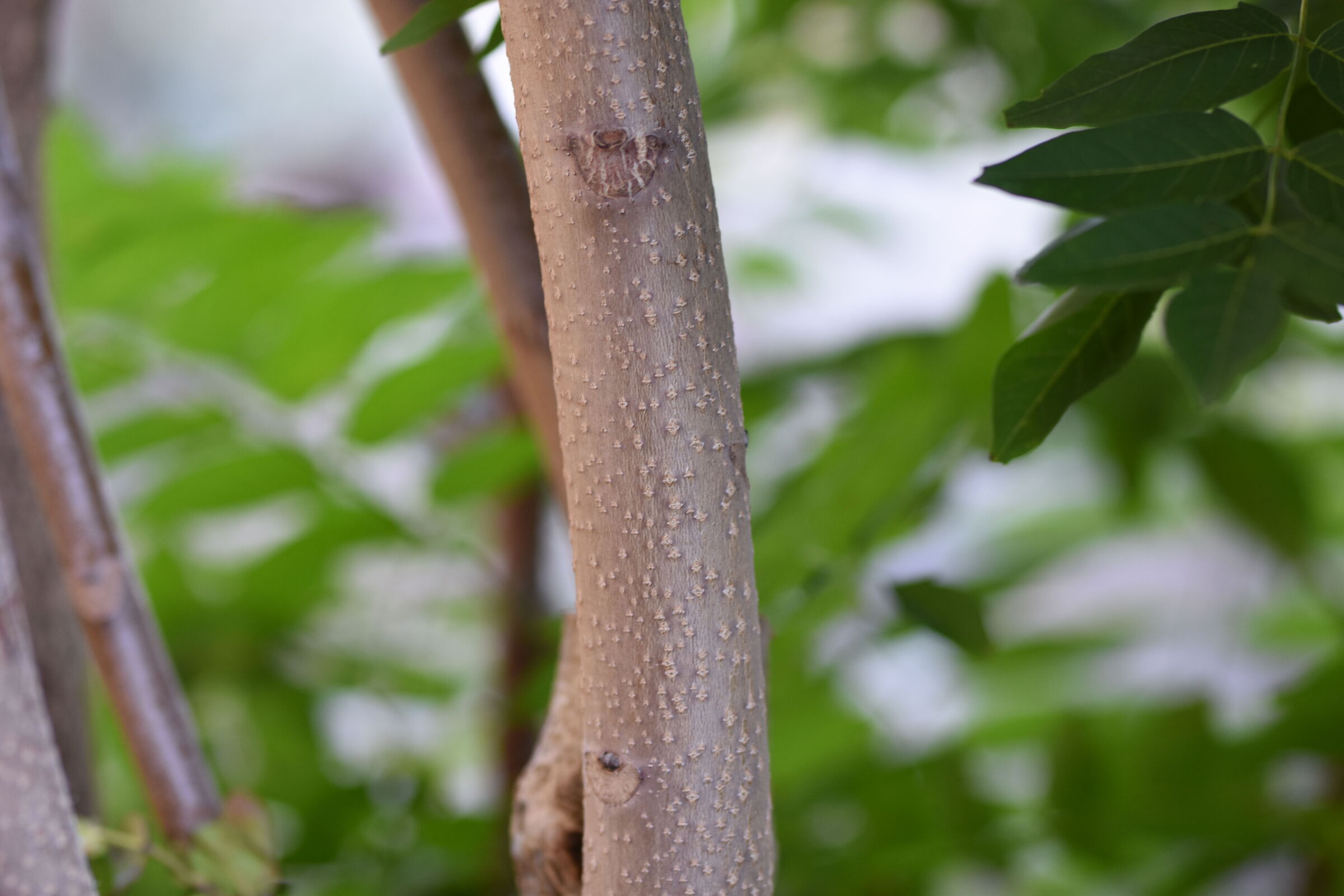 " F. 2 " , 1/ 125, ISO 250- Sigma 85, 1.4 Art