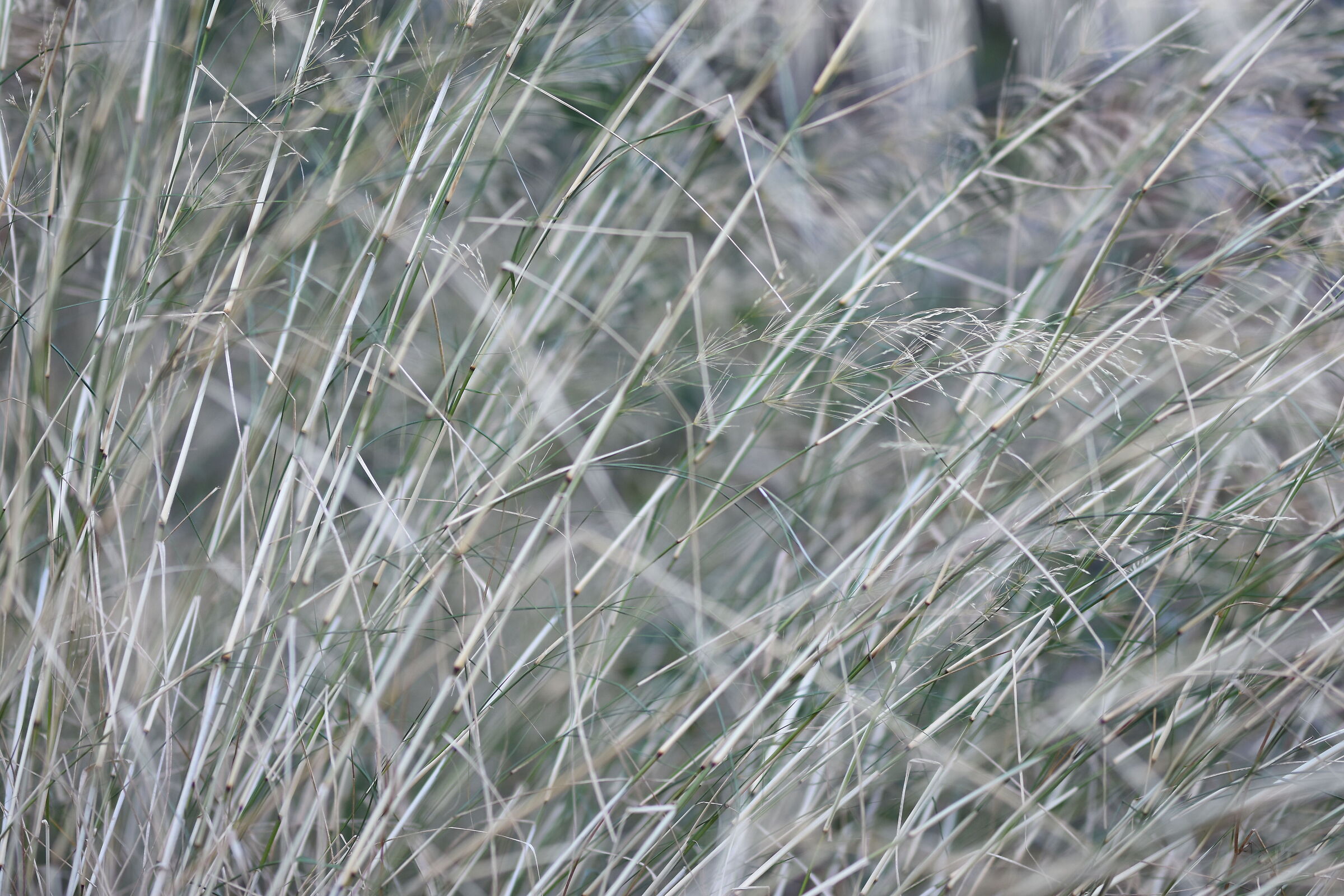 " F. 1.7 " , 1/ 500, ISO 250- Sigma 85, 1.4 Art