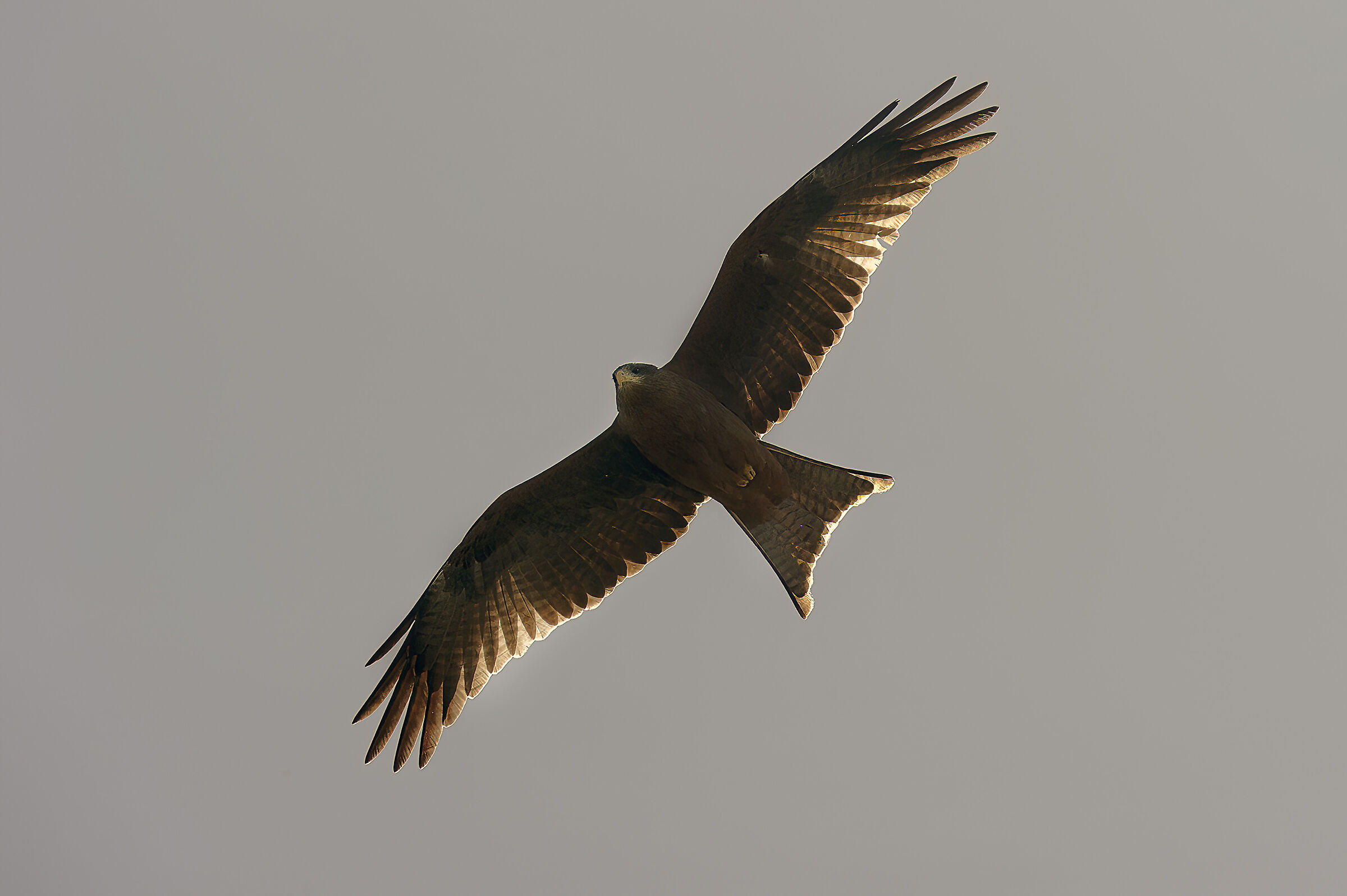 Nibbio beccogiallo (Milvus aegyptius)