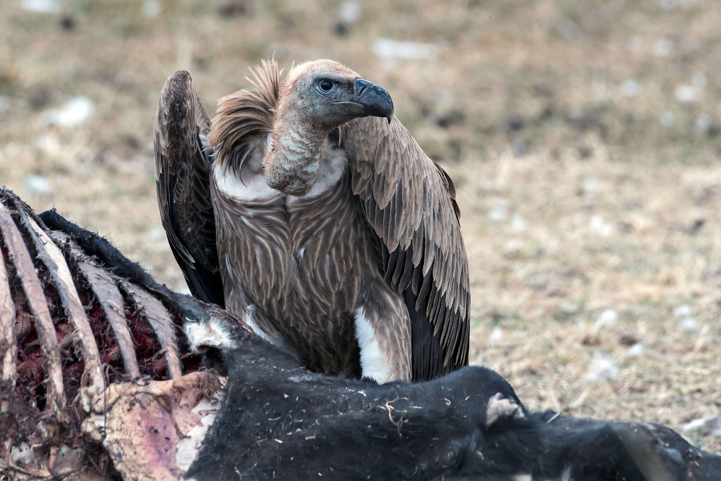 Avvoltoio (Gyps rueppellii), Ruppell's Vulture