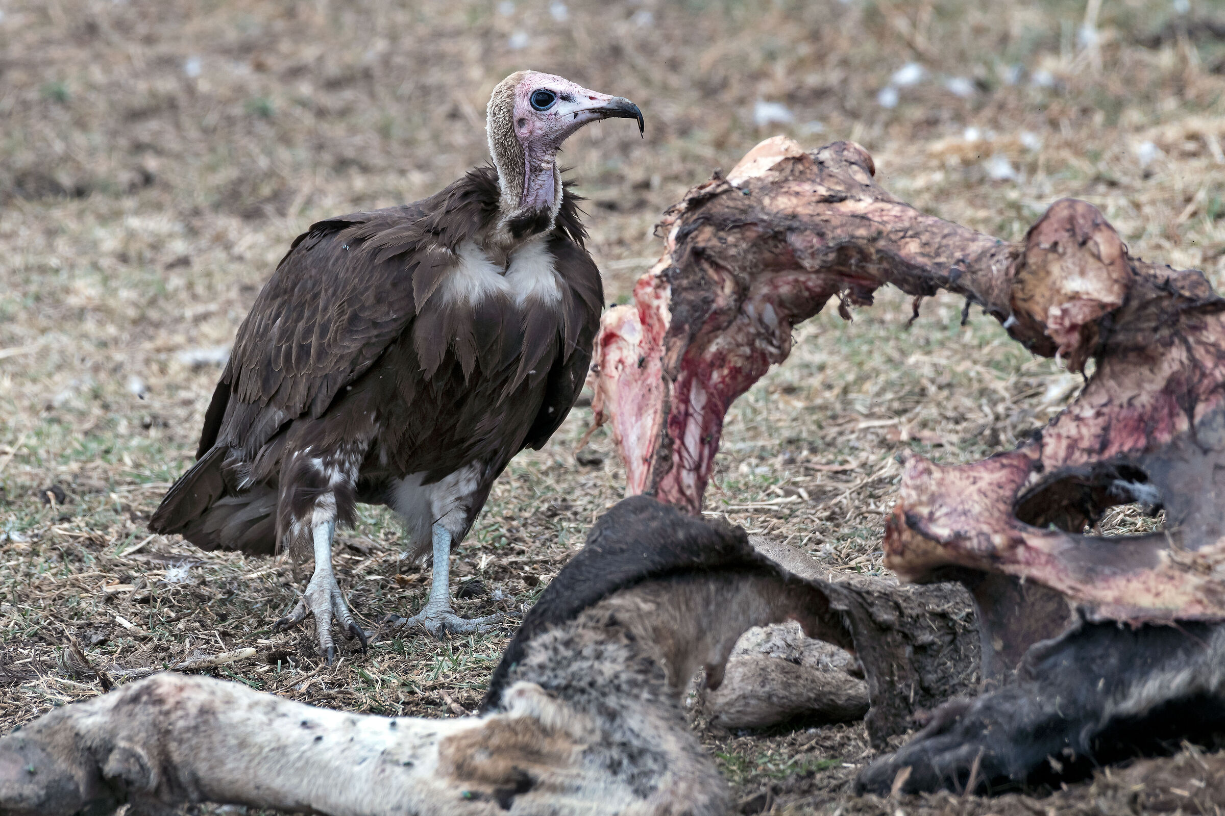 Avvoltoio (Necrosyrtes monachus), Hooded Vulture