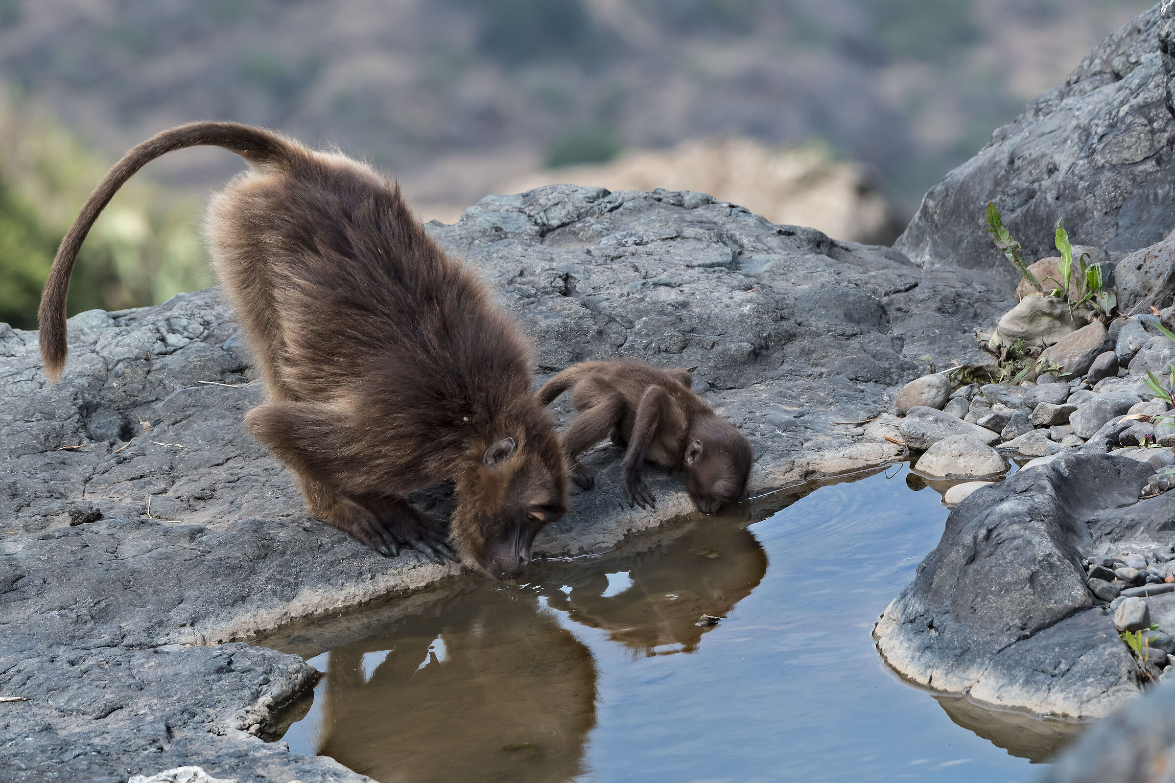 Babbuini Gelada (Theropithecus gelada), Gelada Baboons