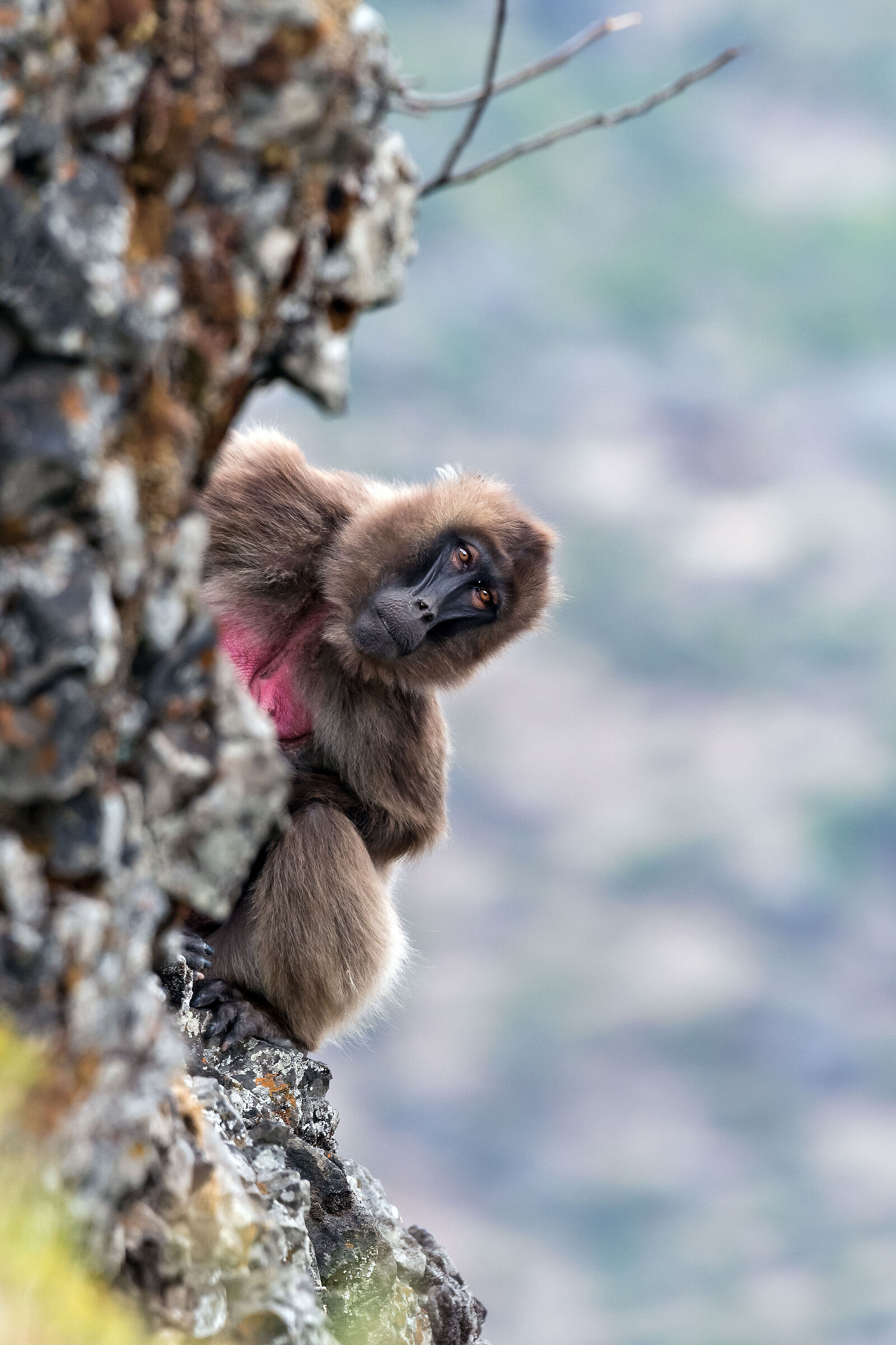 Gelada femmina (Theropithecus gelada), f. Gelada Baboon