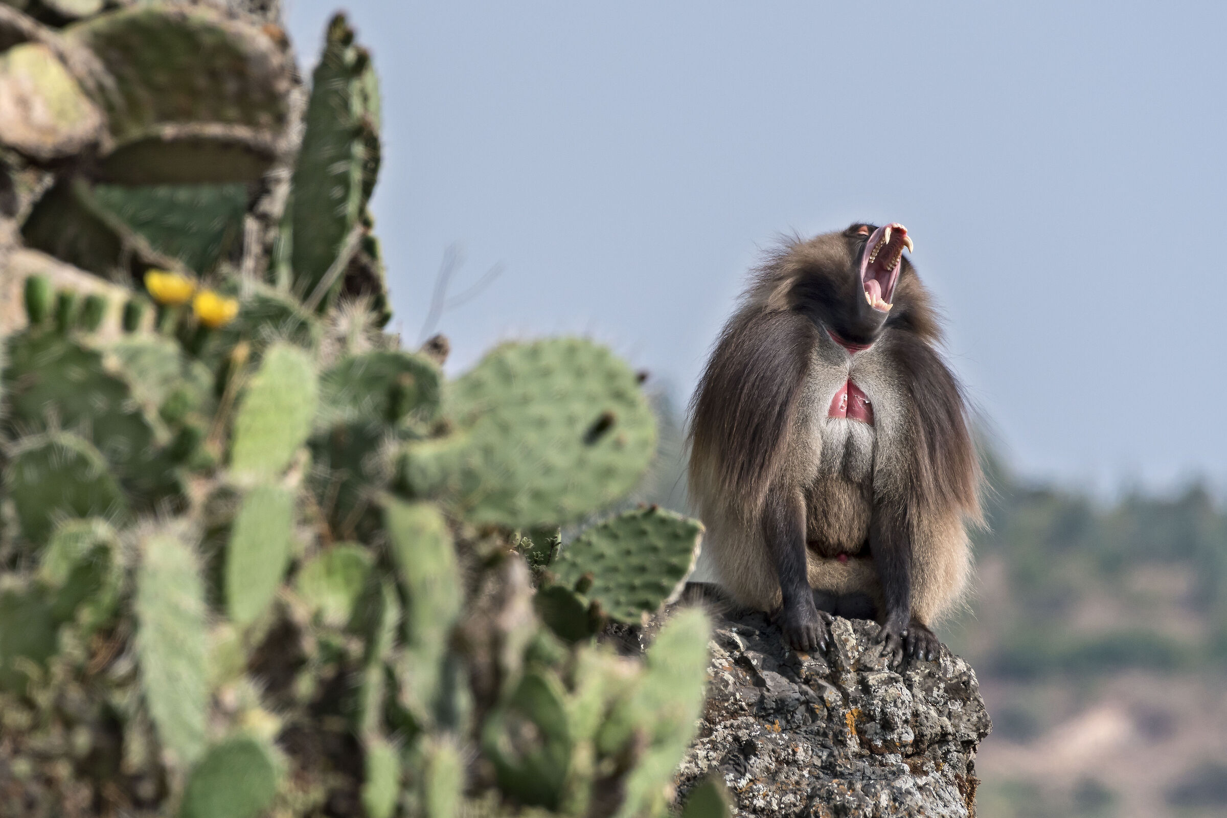 maschio di Gelada (Theropithecus gelada), Gelada Baboon