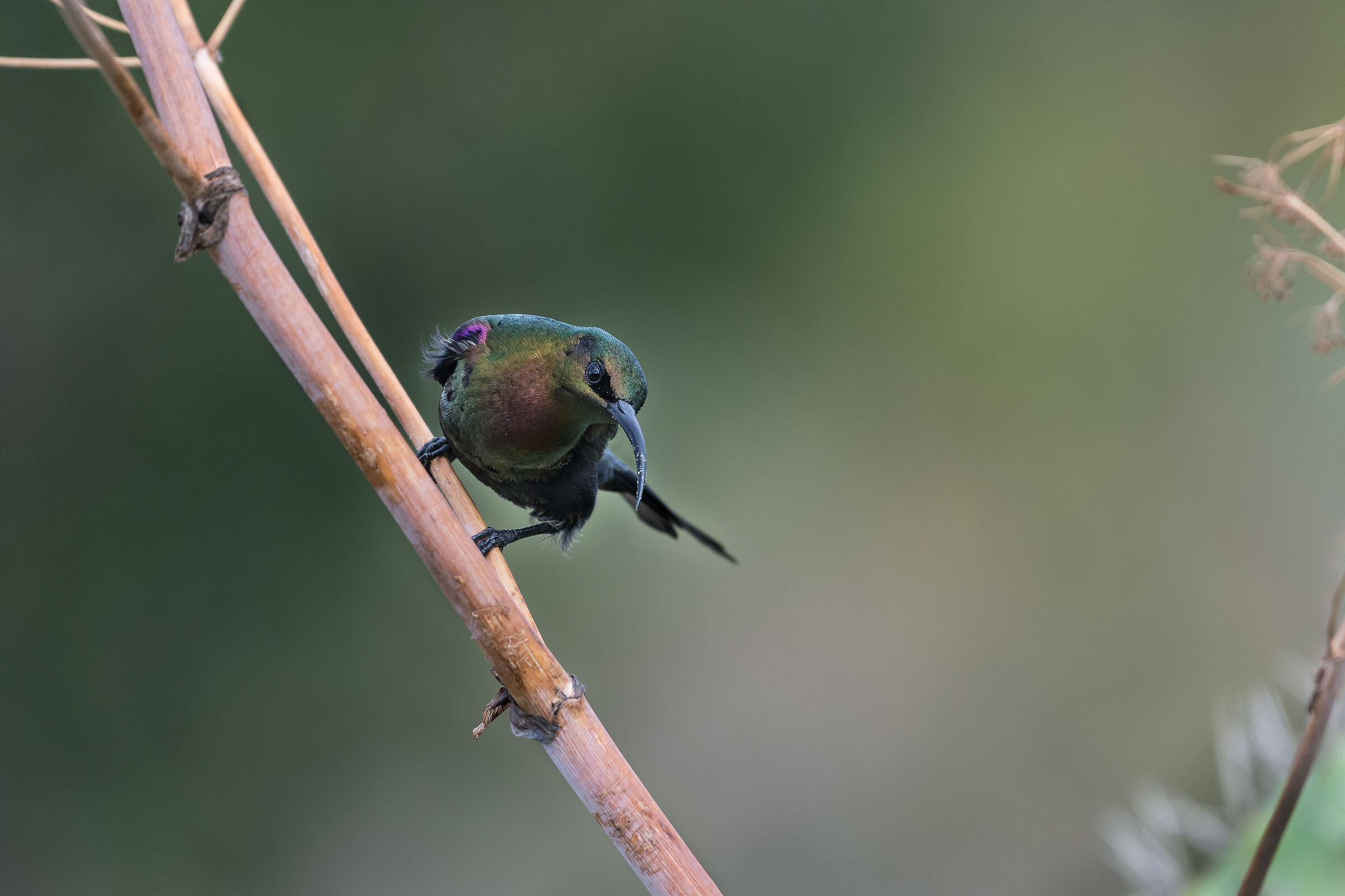 Nettarina (Nectarinia tacazze), Tacazze Sunbird