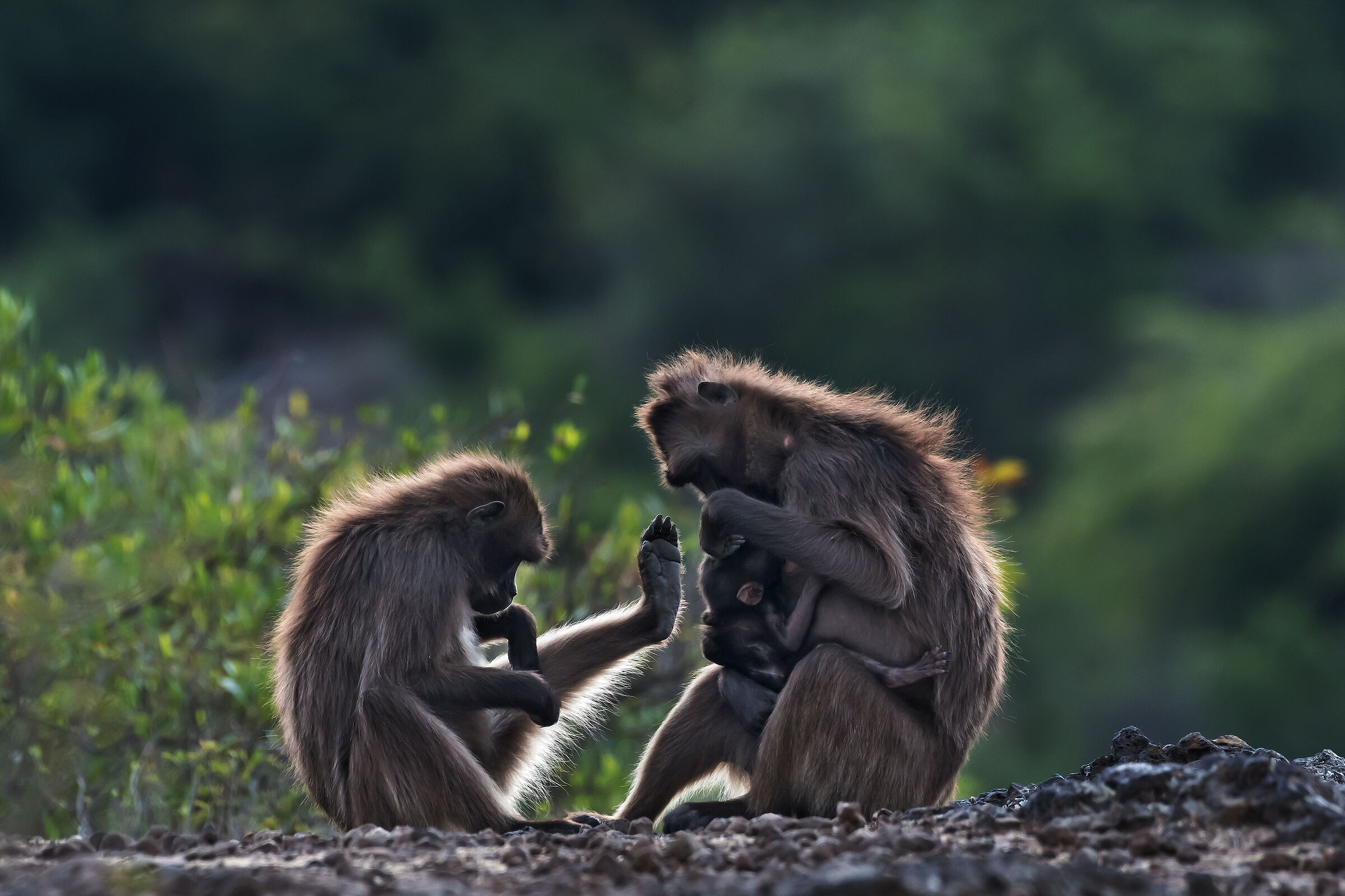 grooming tra Gelada (Theropithecus gelada)