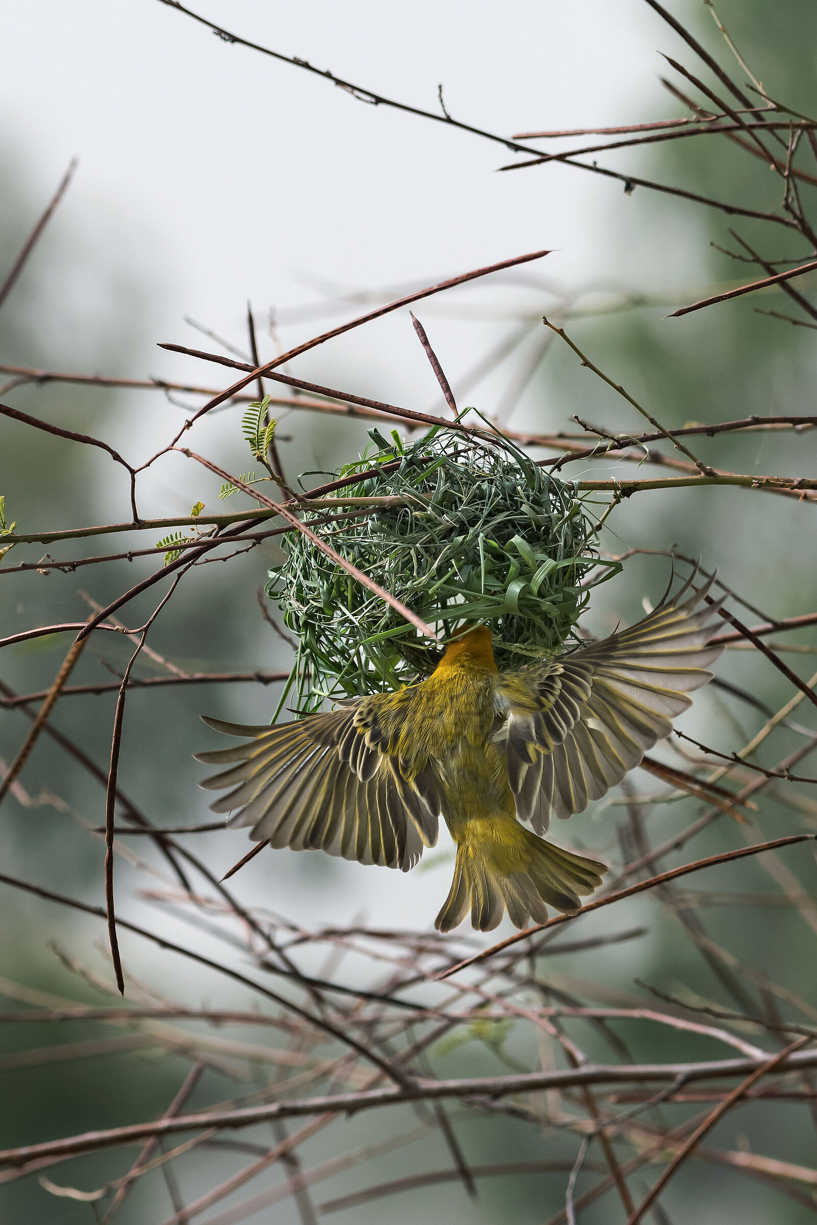 Tessitore, Ploceidae