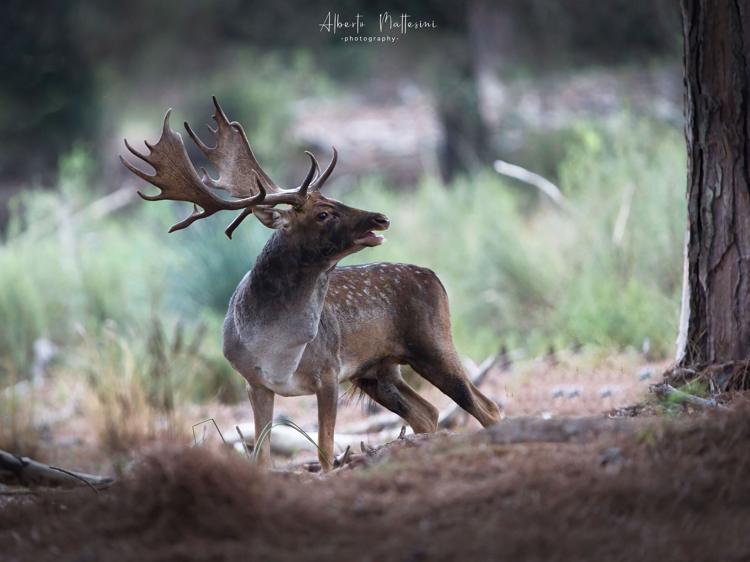 Roar of the Fallow Deer