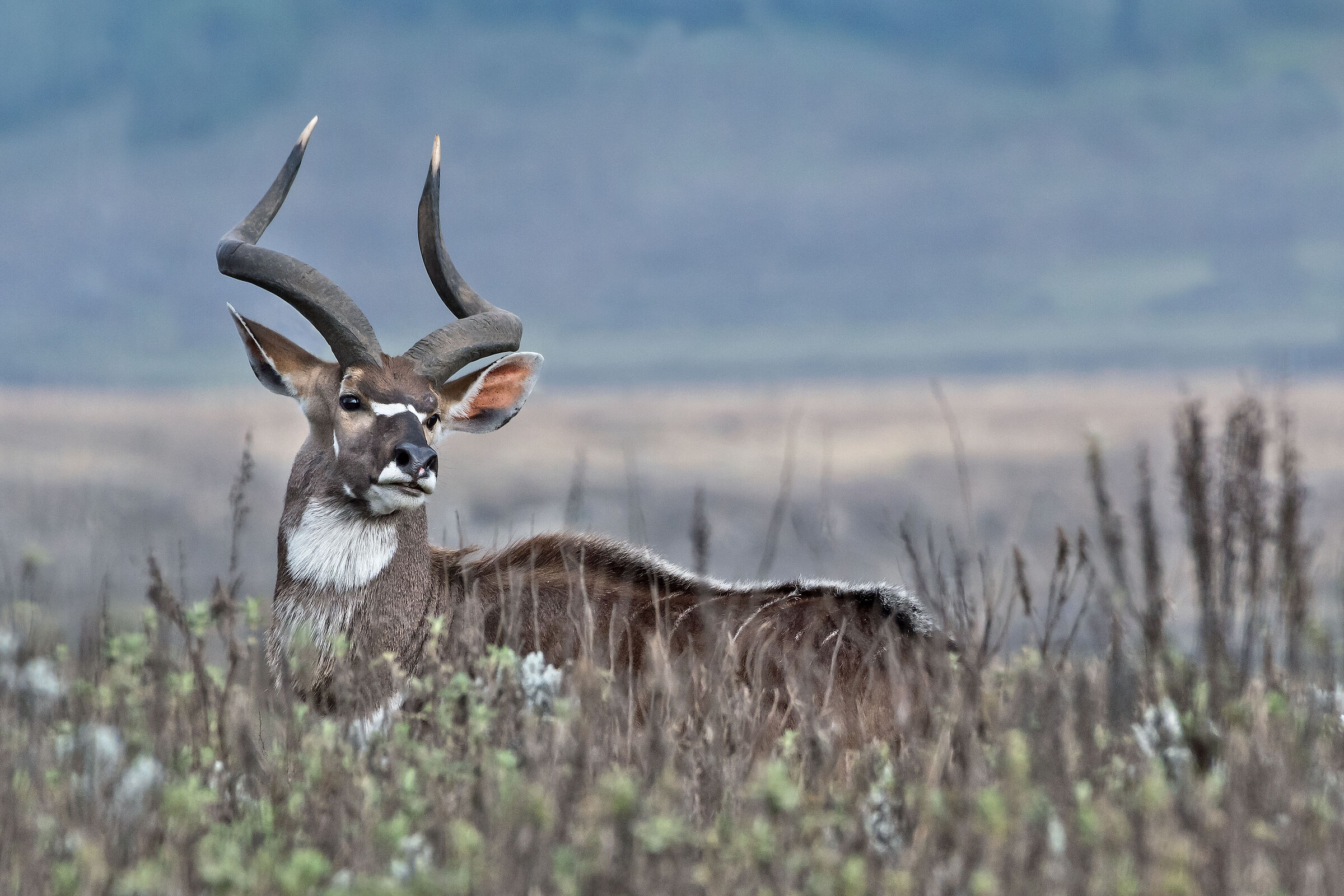 Nyala (Tragelaphus buxtoni), Mountain Nyala