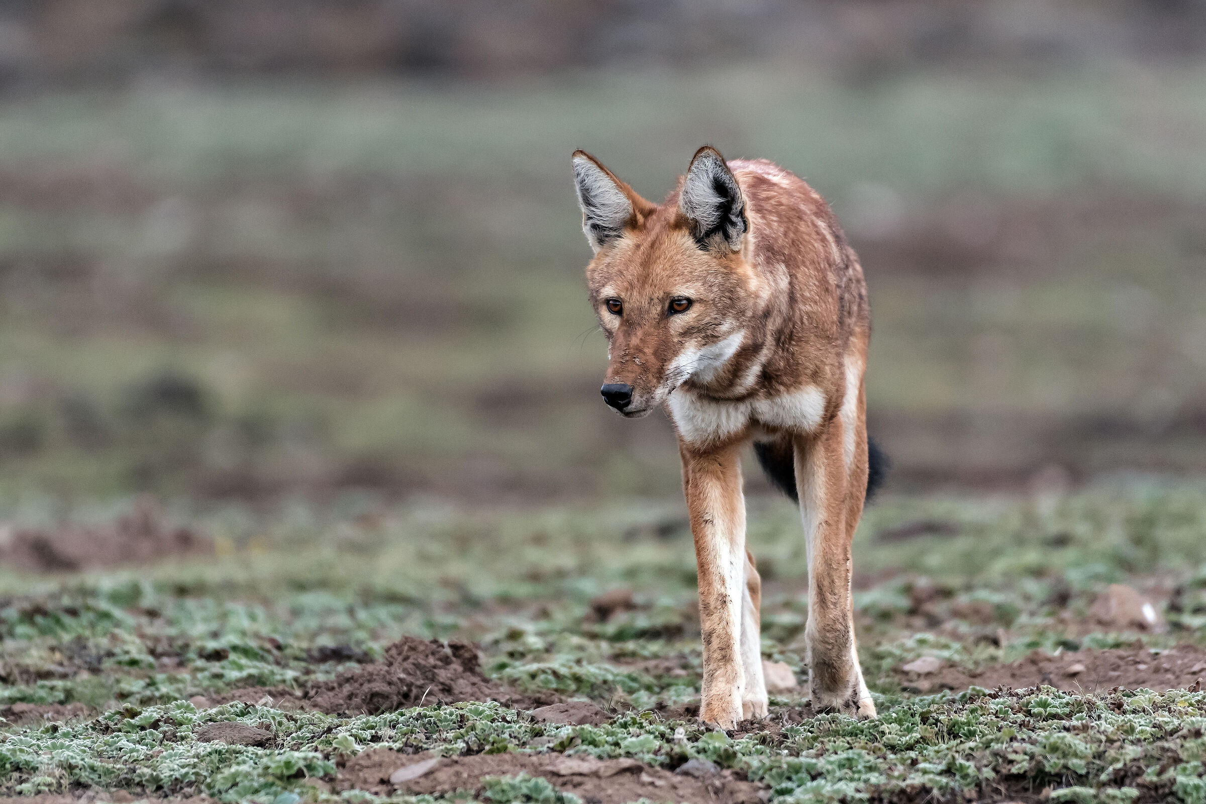 Lupo etiope (Canis simiensis), Simien Wolf