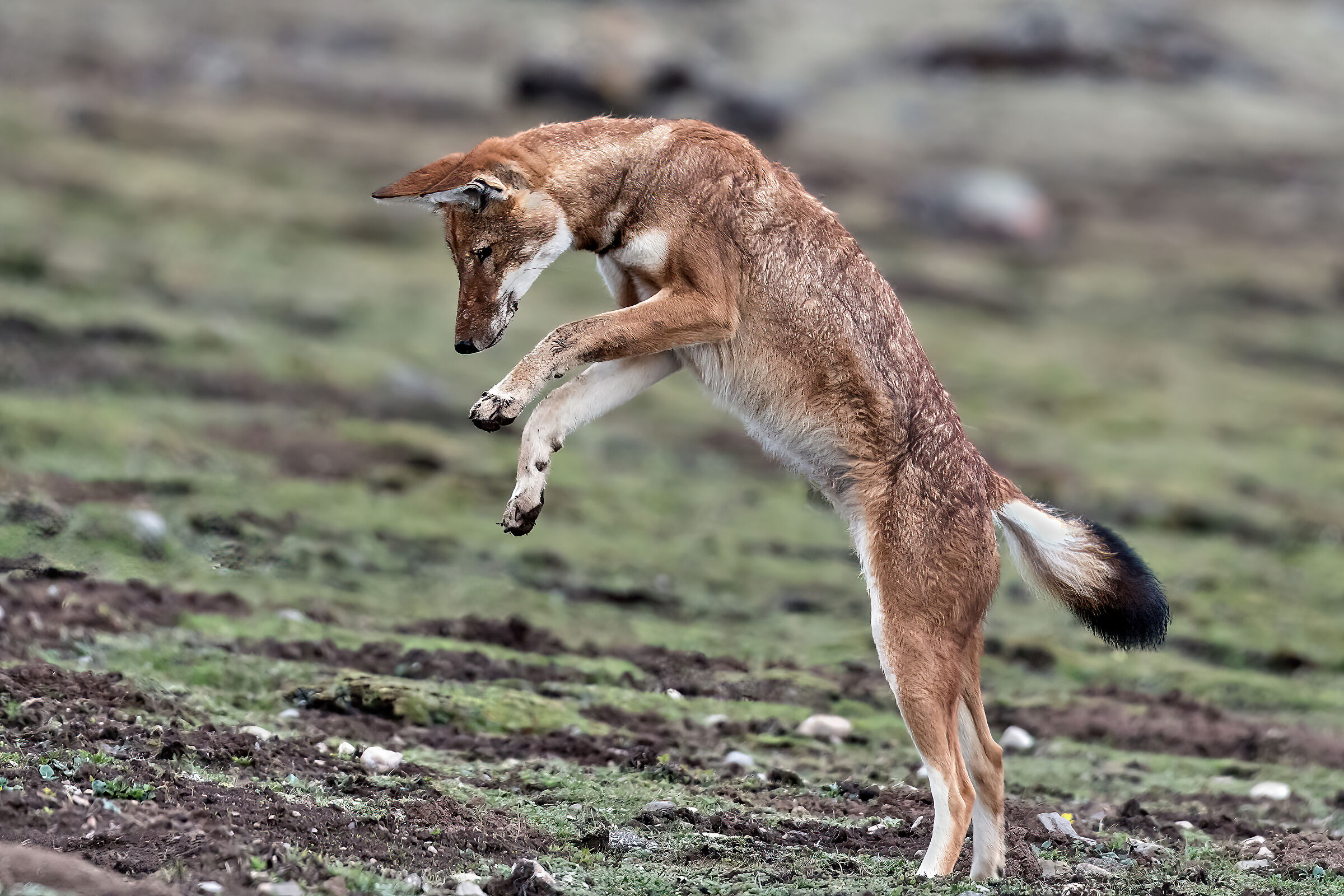 Lupo etiope (Canis simiensis), Simien Wolf