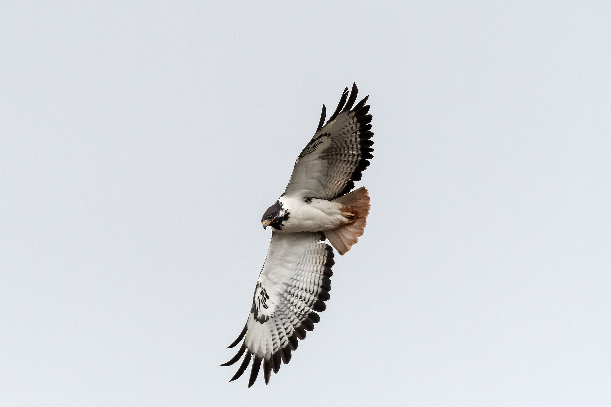 Poiana augure (Buteo augur), Augur Buzzard