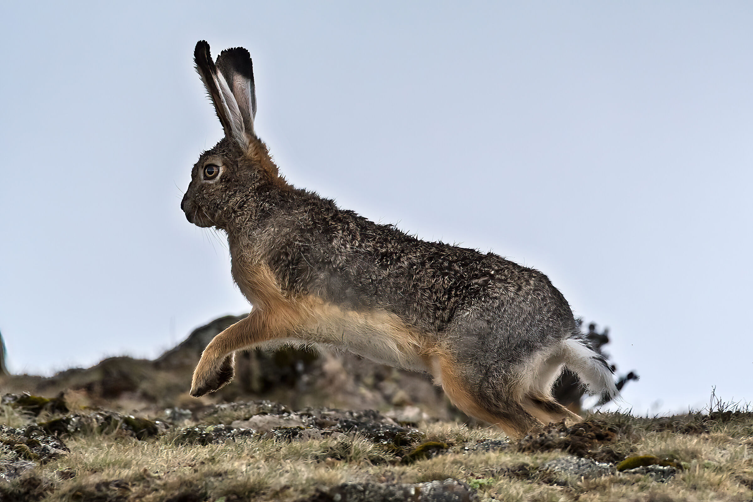 Lepre etiope (Lepus starckii), Ethiopian Highland Hare
