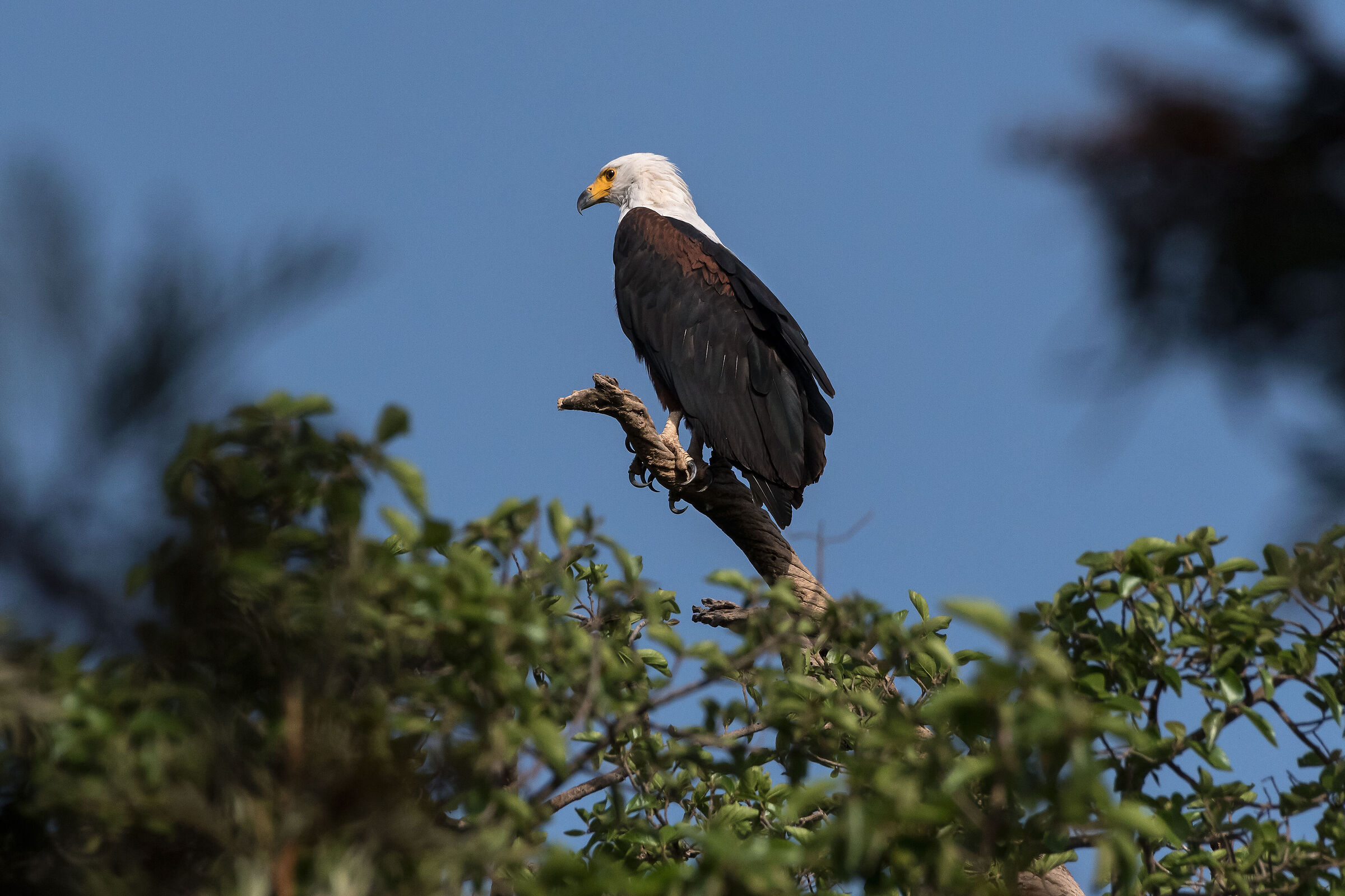 Aquila pescatrice africana (Haliaeetus vocifer)