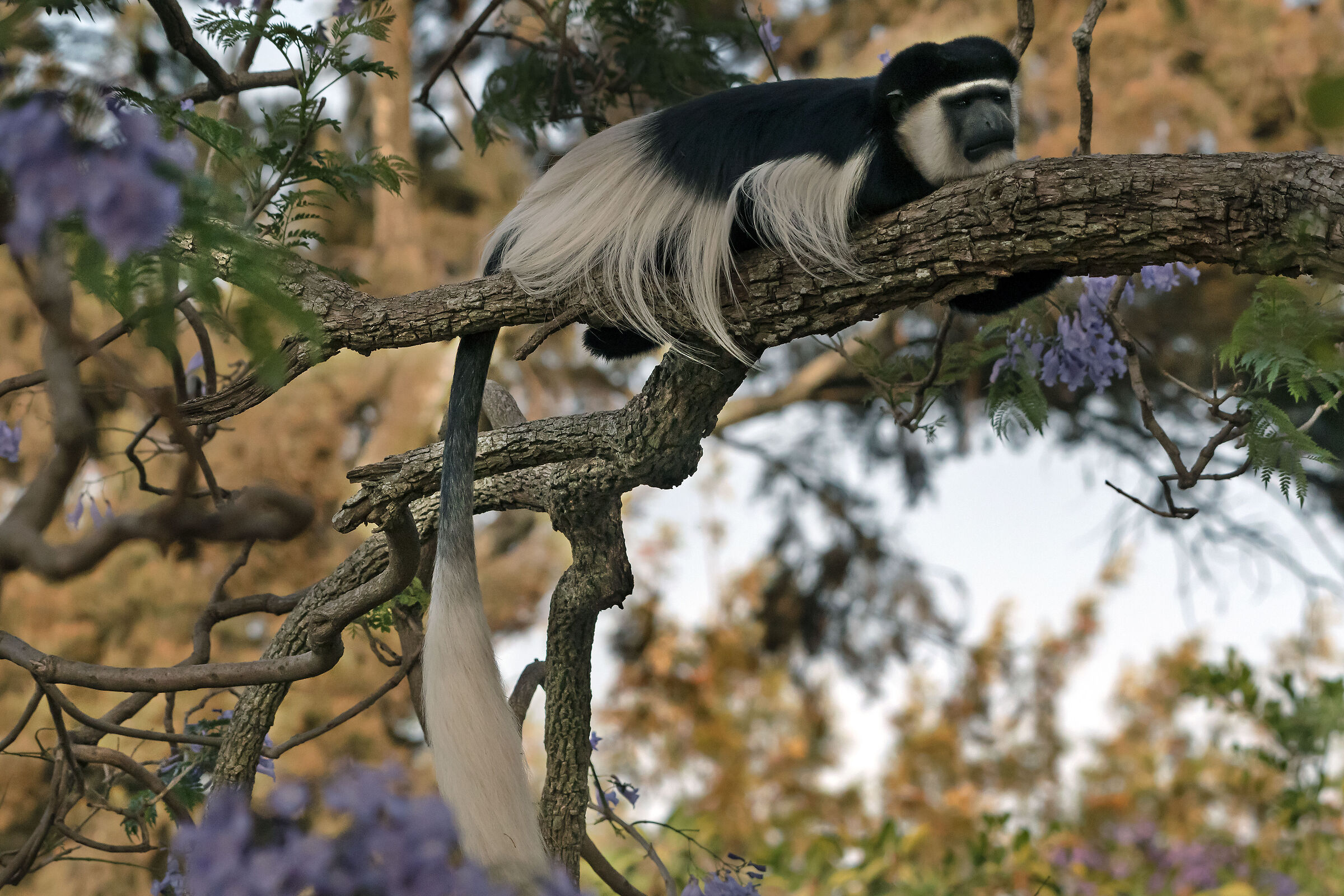 Guereza bianco e nero (Colobus guereza)