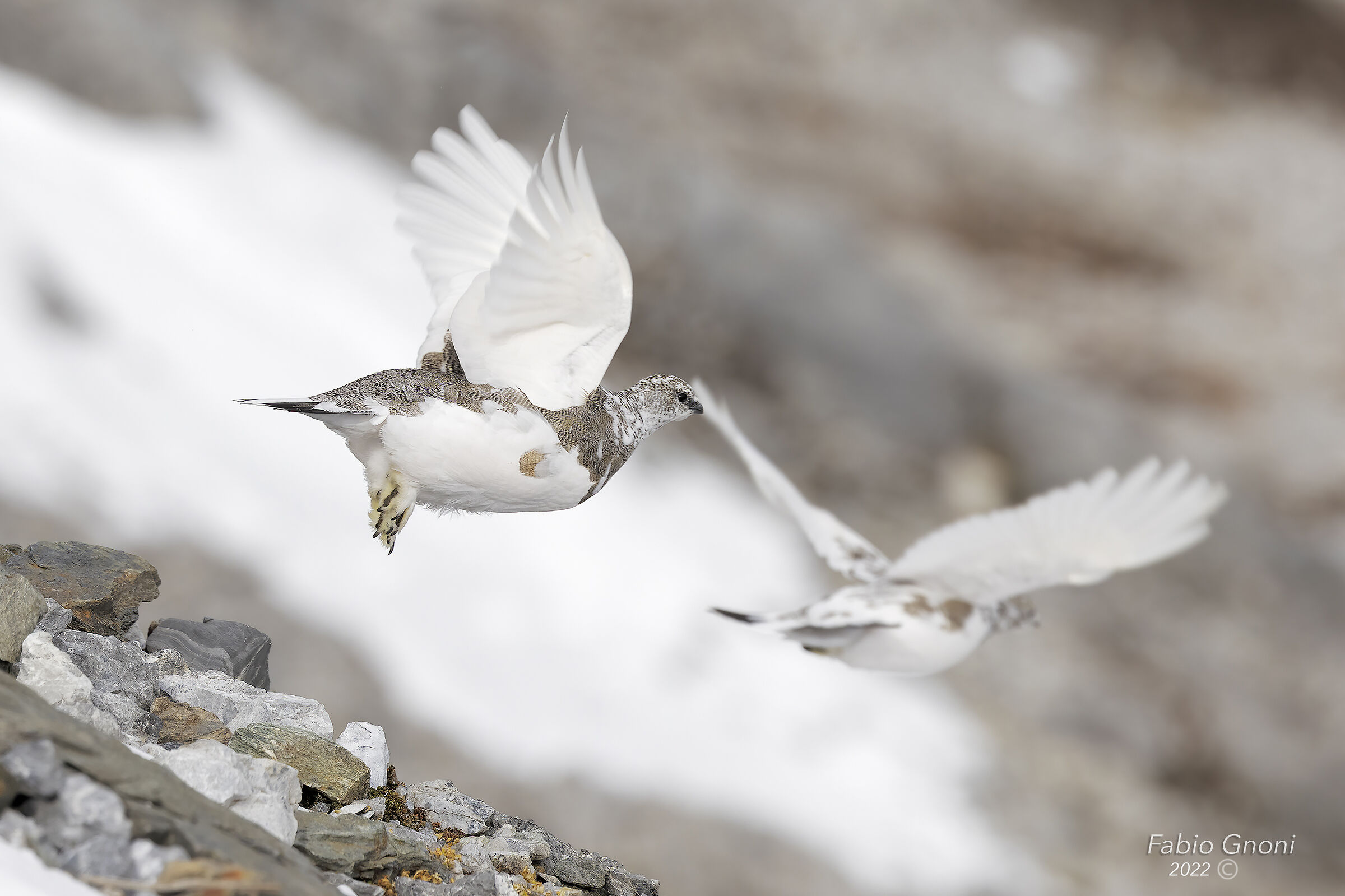 Pernici bianche in volo